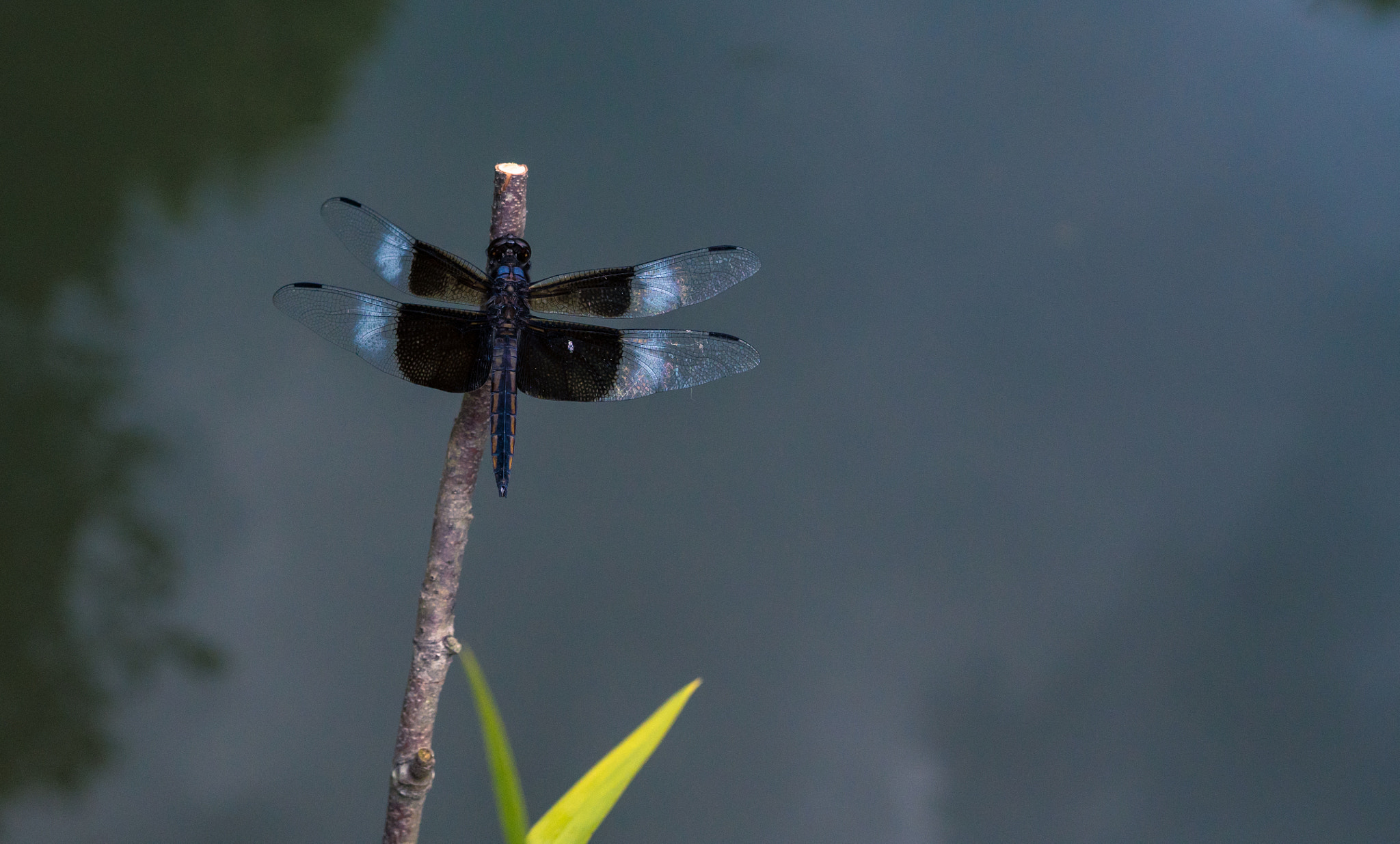 Sony a6300 + 18-35mm F1.8 DC HSM | Art 013 sample photo. Spread your wings photography