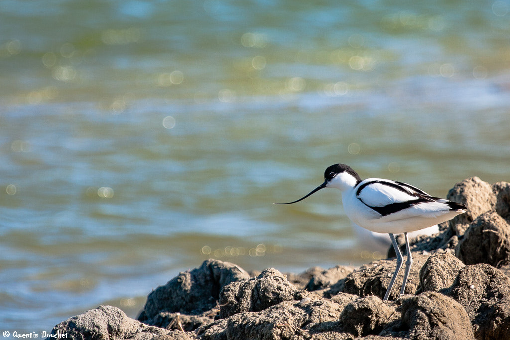 Canon EF 100-400mm F4.5-5.6L IS USM sample photo. Avocette elegante (recurvirostra avosetta - pied a photography