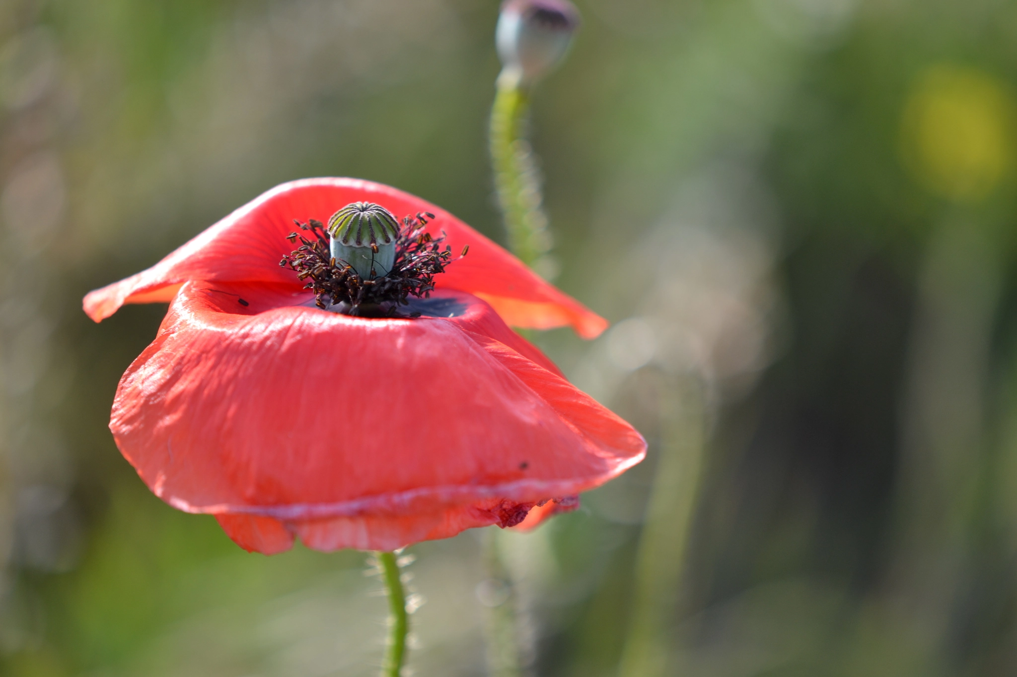 Nikon AF-S DX Micro-Nikkor 85mm F3.5G ED VR sample photo. Poppy photography