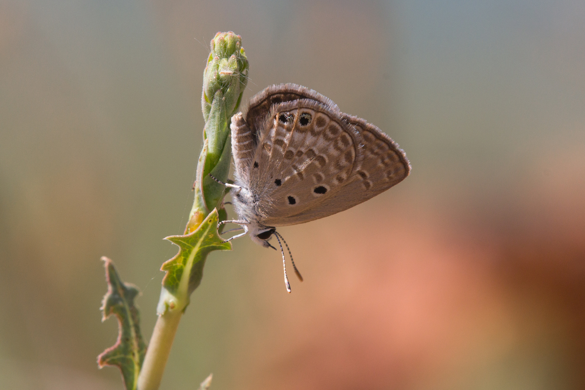 Tamron SP AF 180mm F3.5 Di LD (IF) Macro sample photo. Chilades galba photography