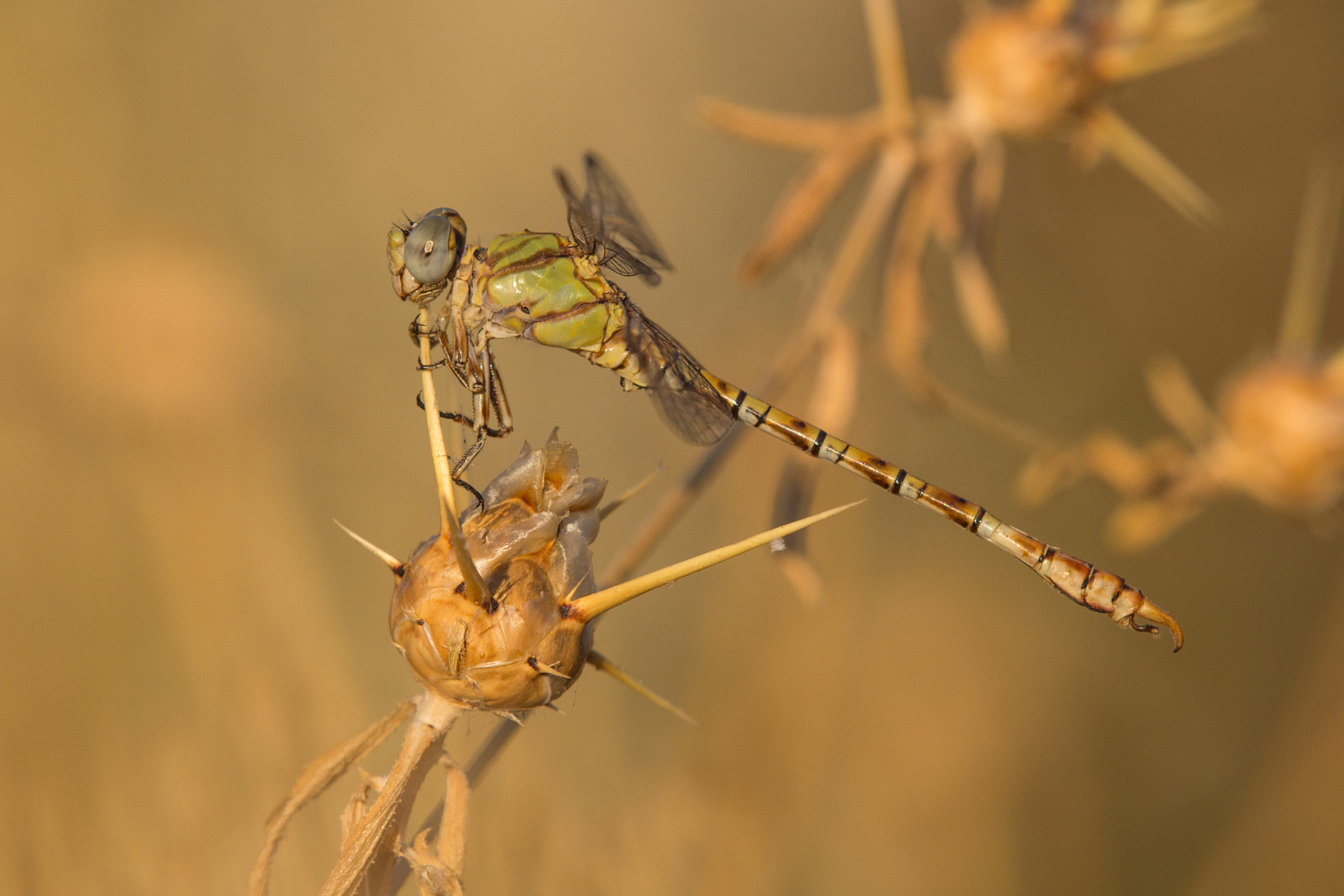 Tamron SP AF 180mm F3.5 Di LD (IF) Macro sample photo. Dragon fly photography