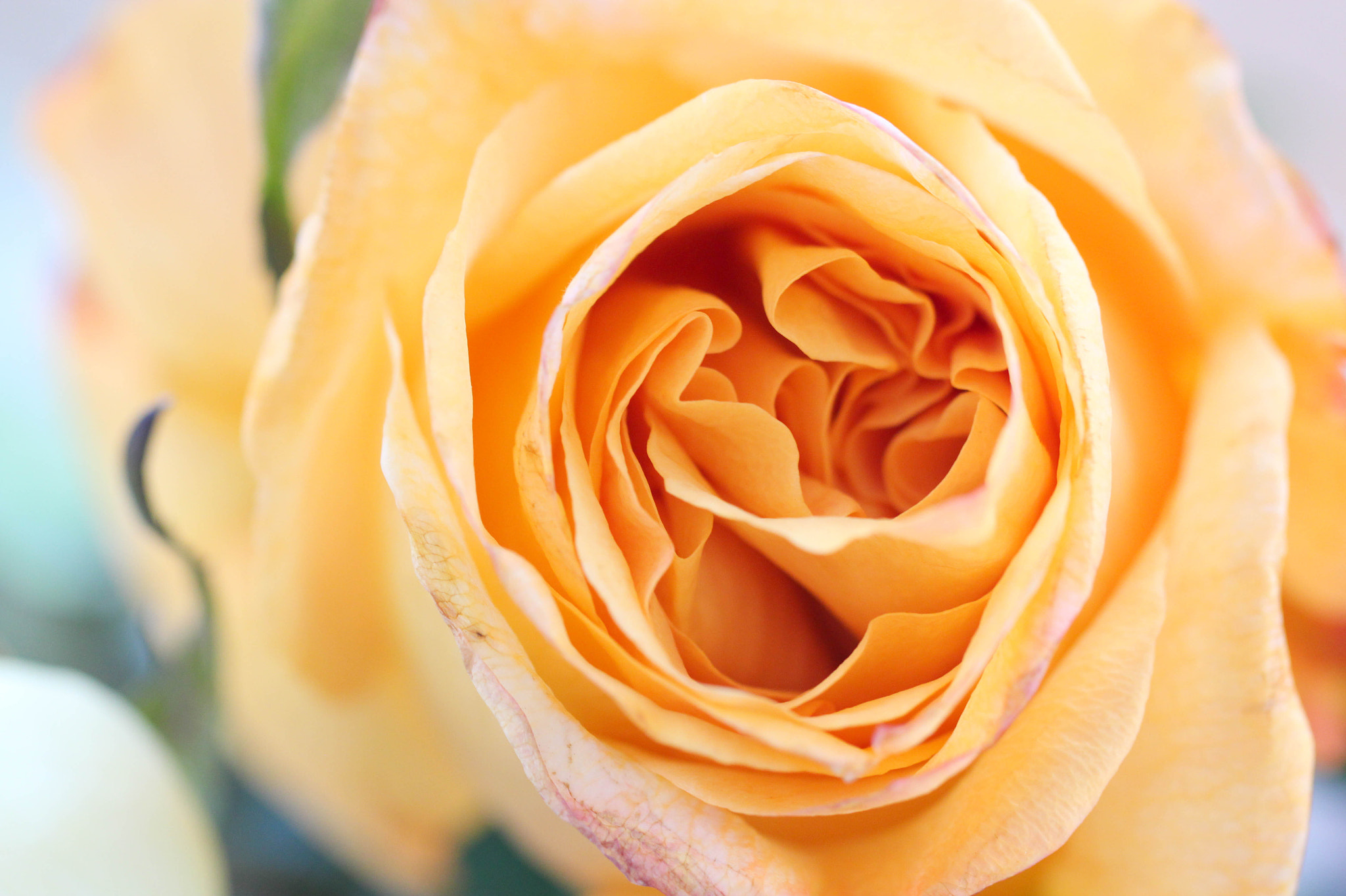 Canon EOS 650D (EOS Rebel T4i / EOS Kiss X6i) sample photo. Flower 2 photography