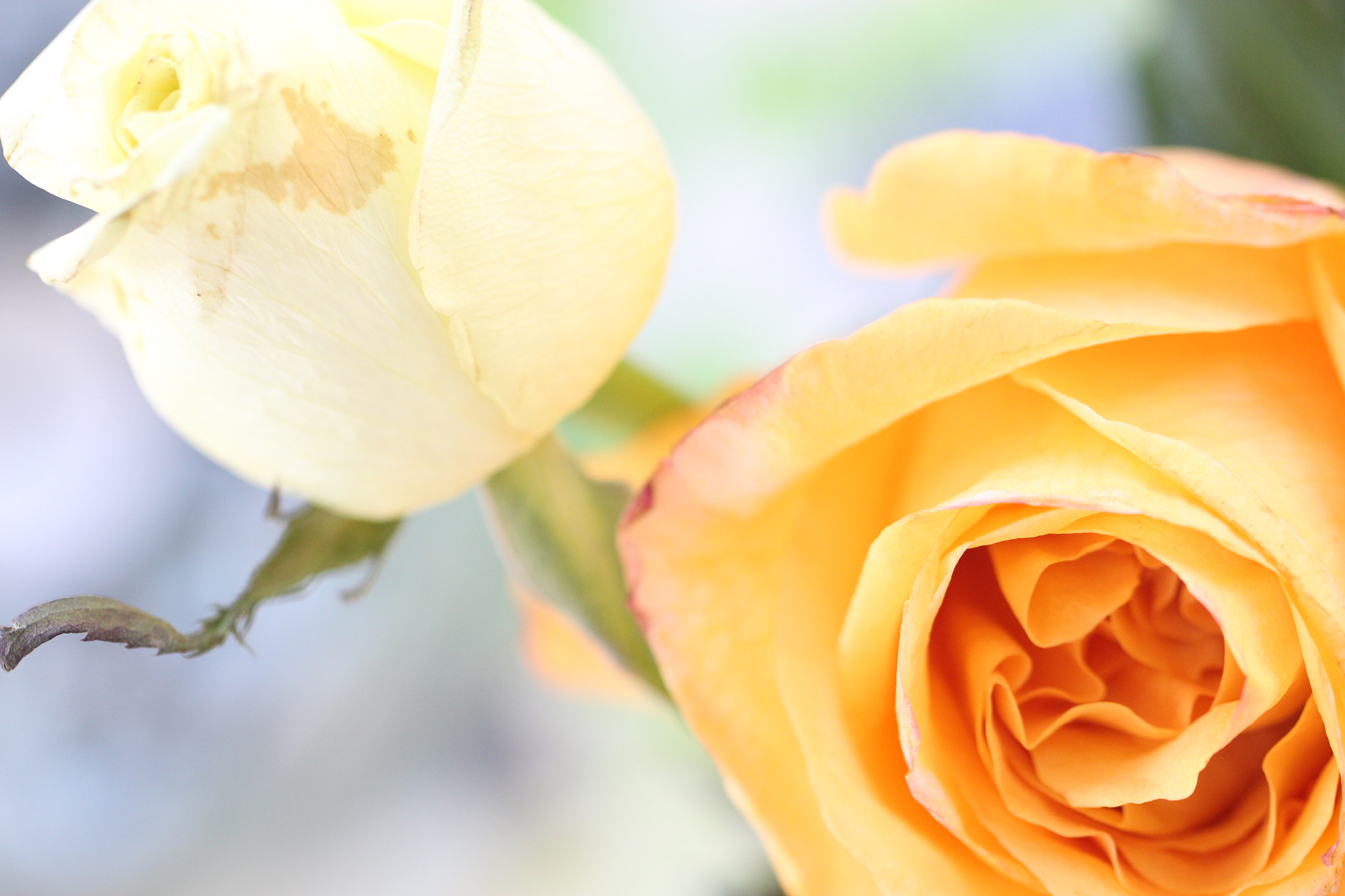 Canon EOS 650D (EOS Rebel T4i / EOS Kiss X6i) sample photo. Flower 1 photography