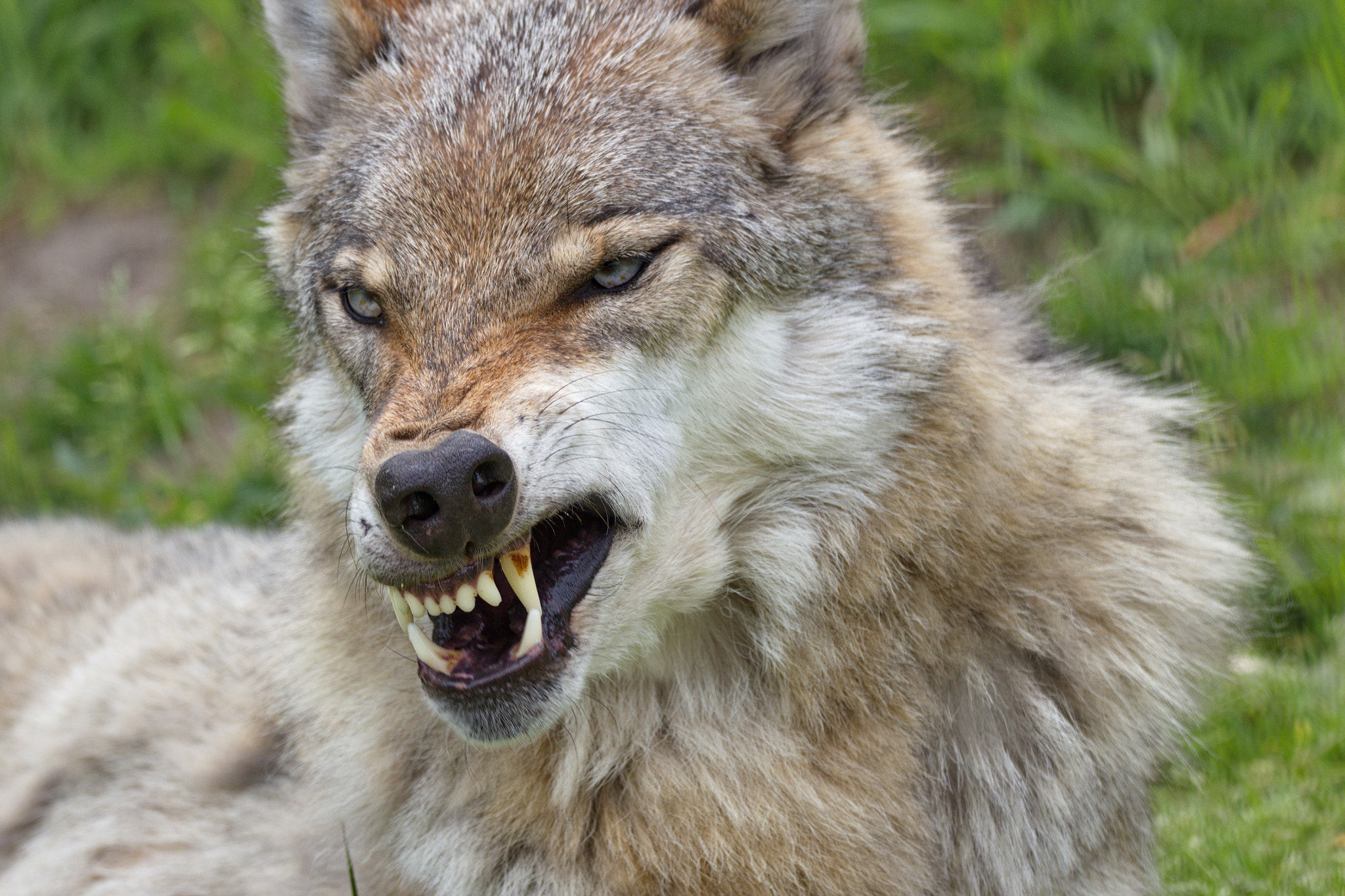 Sigma 150-600mm F5-6.3 DG OS HSM | C sample photo. Wolf photography