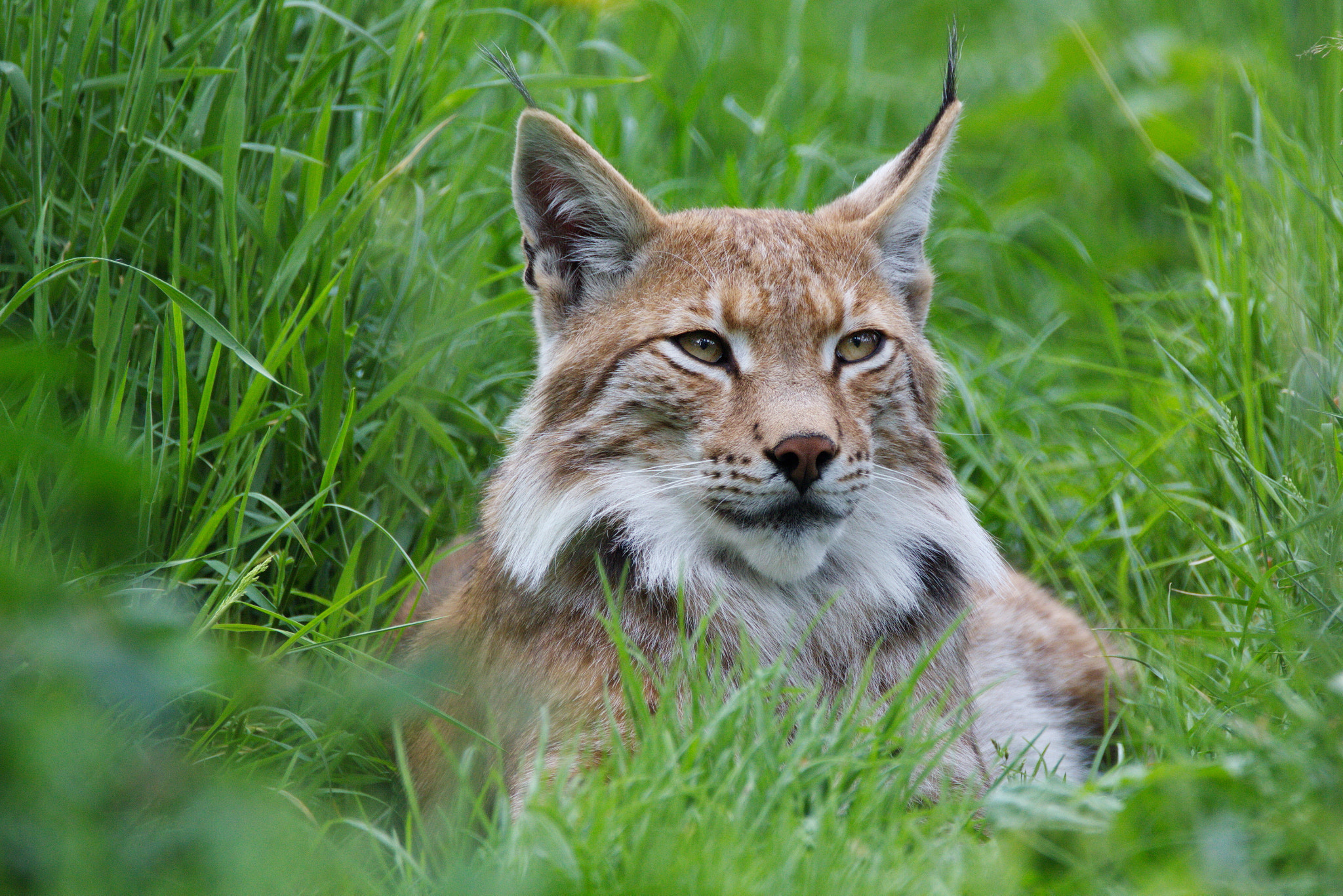 Sigma 150-600mm F5-6.3 DG OS HSM | C sample photo. Luchs photography