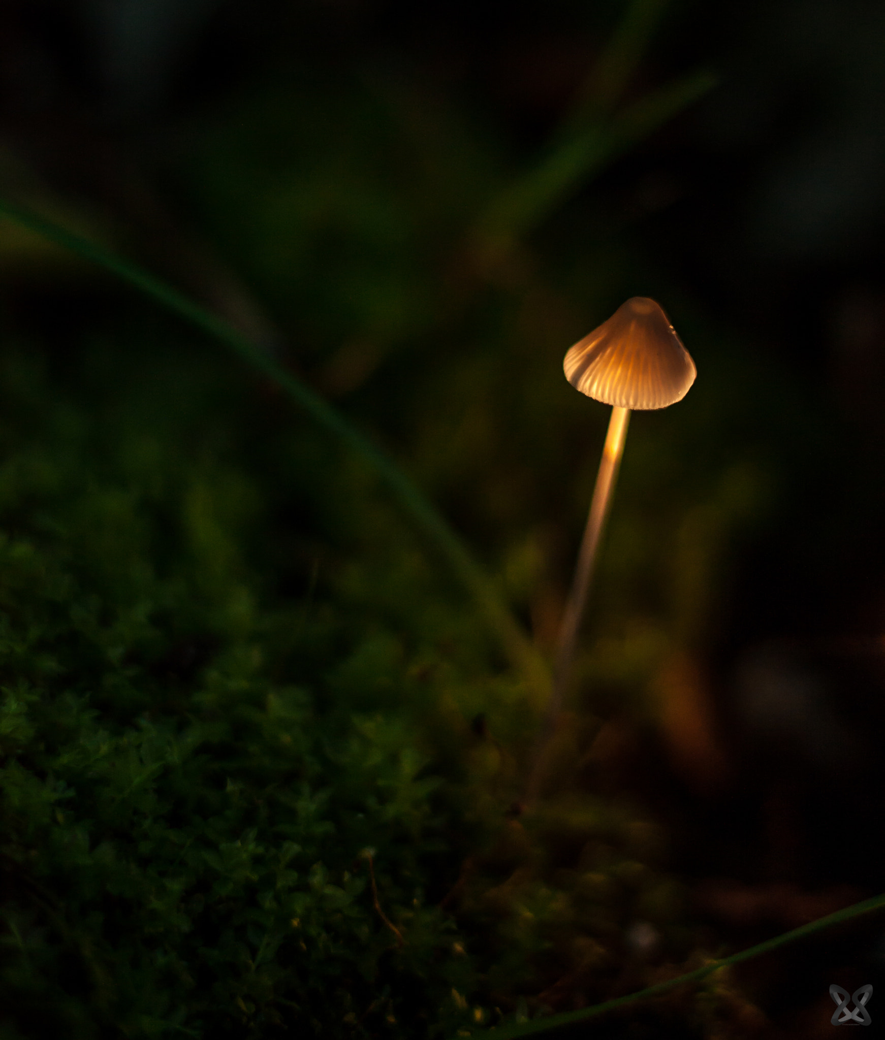Canon EOS 450D (EOS Rebel XSi / EOS Kiss X2) sample photo. Shrooms  photography