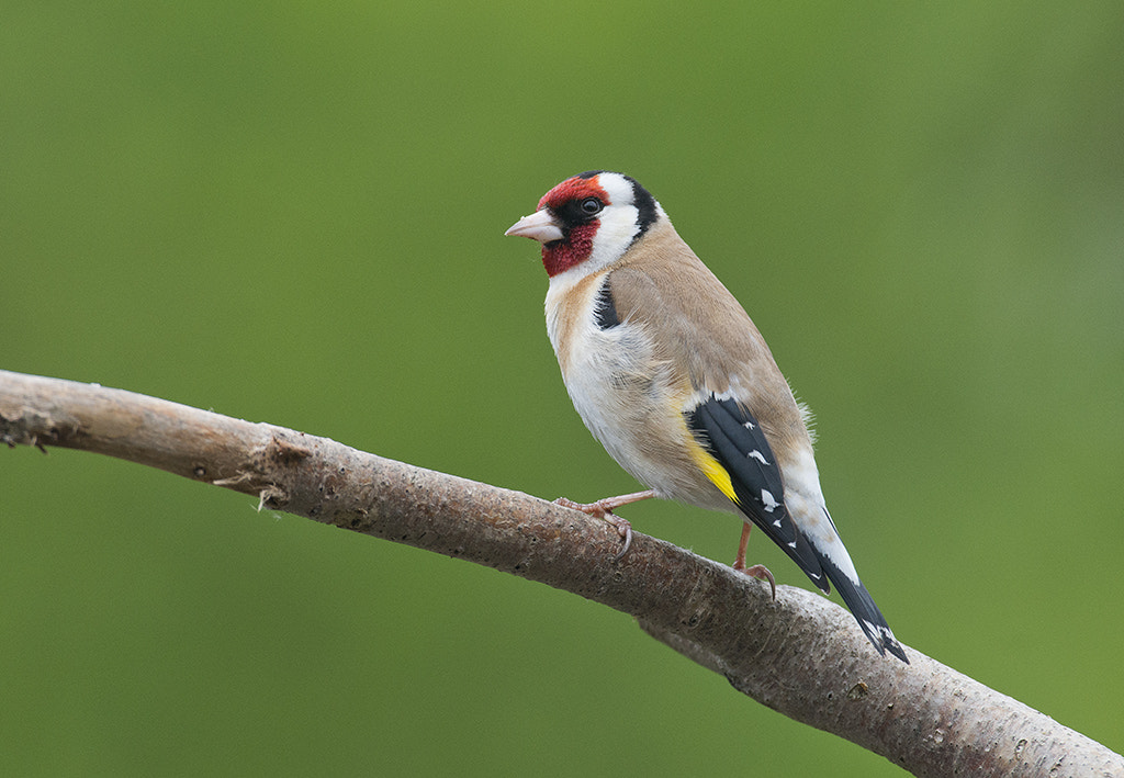 Nikon AF-S Nikkor 600mm F4D ED-IF II sample photo. Goldfinch photography