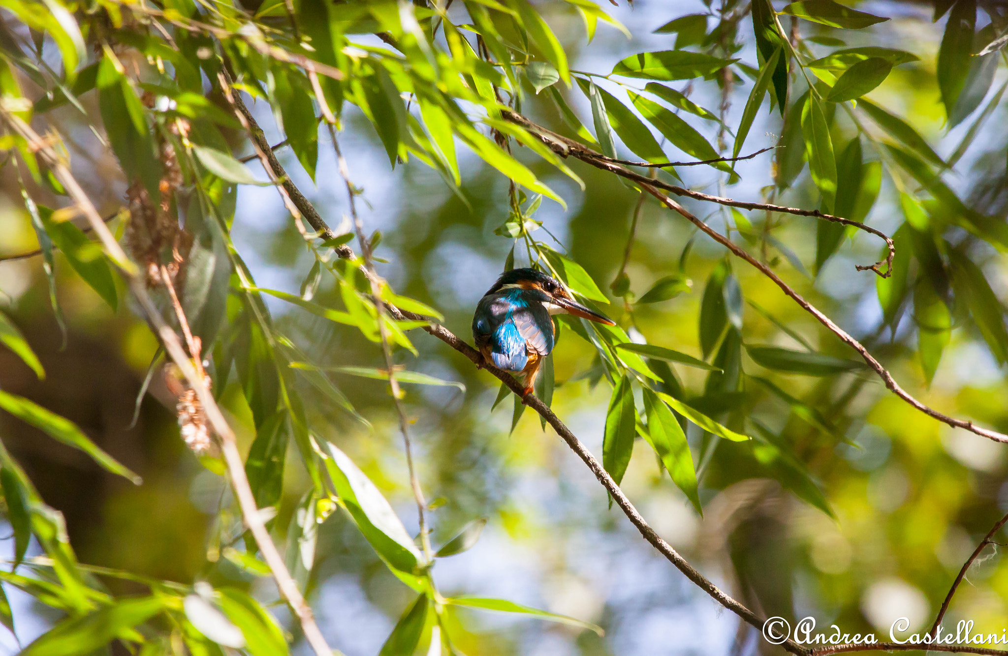 Canon EF 100-400mm F4.5-5.6L IS USM sample photo. Kingfisher to behind photography