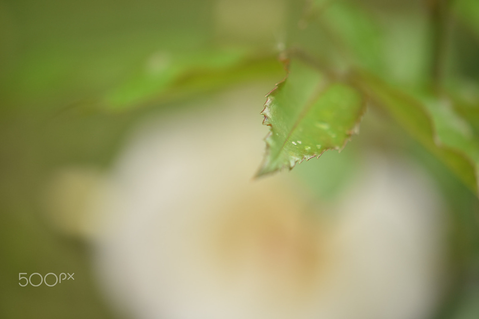 AF Zoom-Nikkor 28-100mm f/3.5-5.6G sample photo. Flowers perspective photography