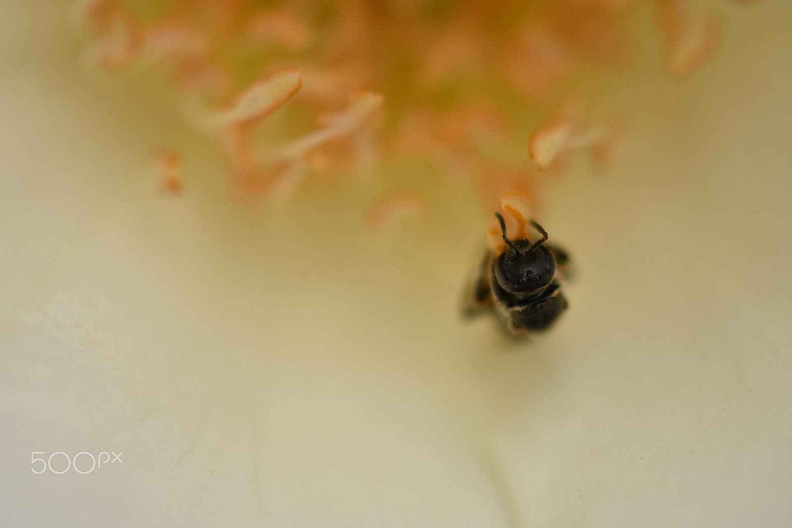 Sigma 28-300mm F3.5-6.3 DG Macro sample photo. Flowers perspective photography