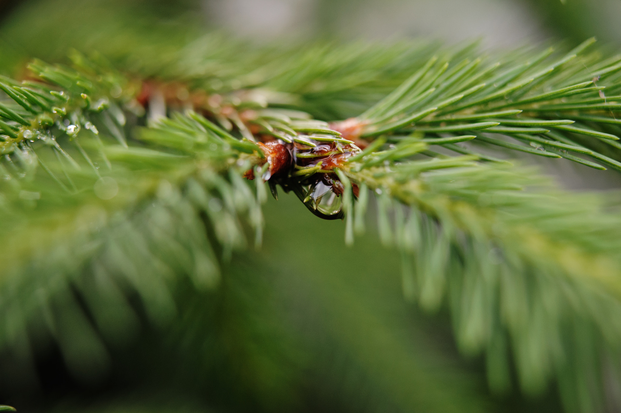 Nikon AF-S Micro-Nikkor 60mm F2.8G ED sample photo. Dewdrops photography