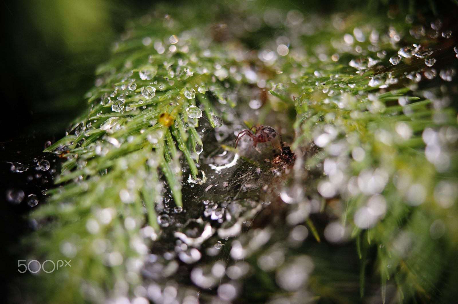 Nikon AF-S Micro-Nikkor 60mm F2.8G ED sample photo. Spider in the dew drops photography
