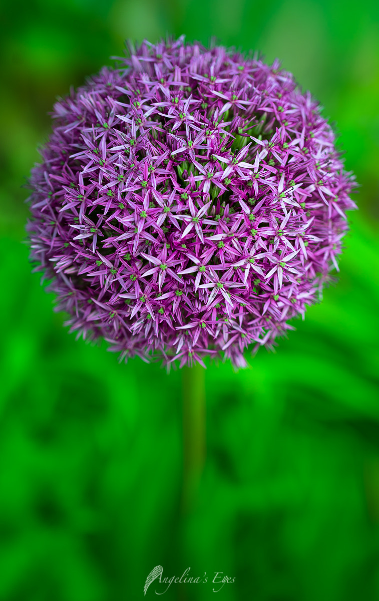 100mm F2.8 G SSM OSS sample photo. Lollipop photography