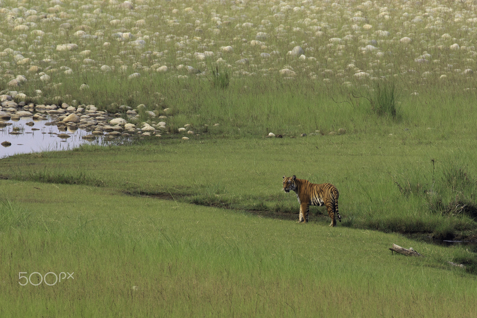Canon EOS 5DS R sample photo. Belgian tiger in bardia national park photography