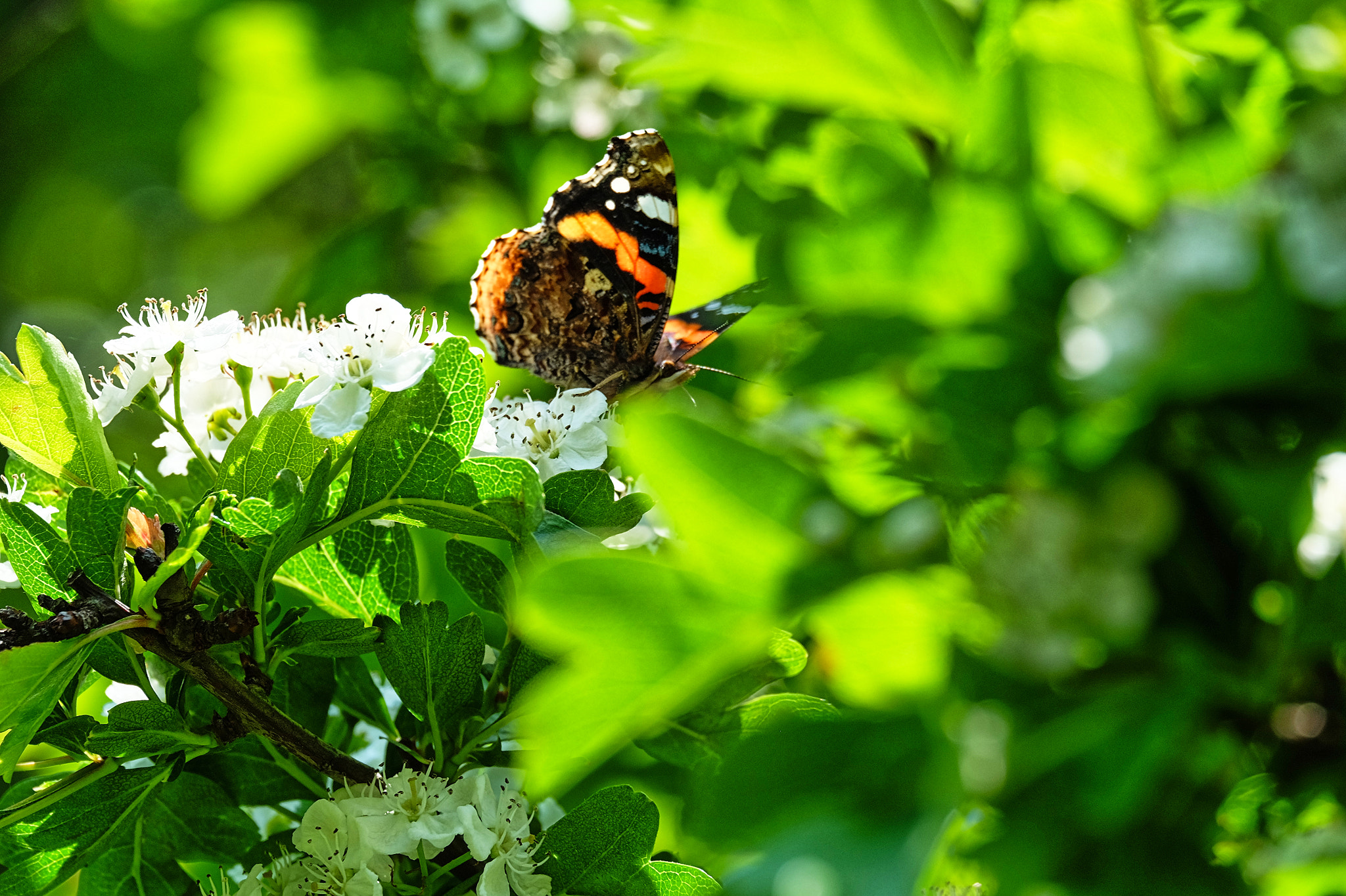 Fujifilm X-M1 + Fujifilm XC 50-230mm F4.5-6.7 OIS sample photo. Red admiral photography