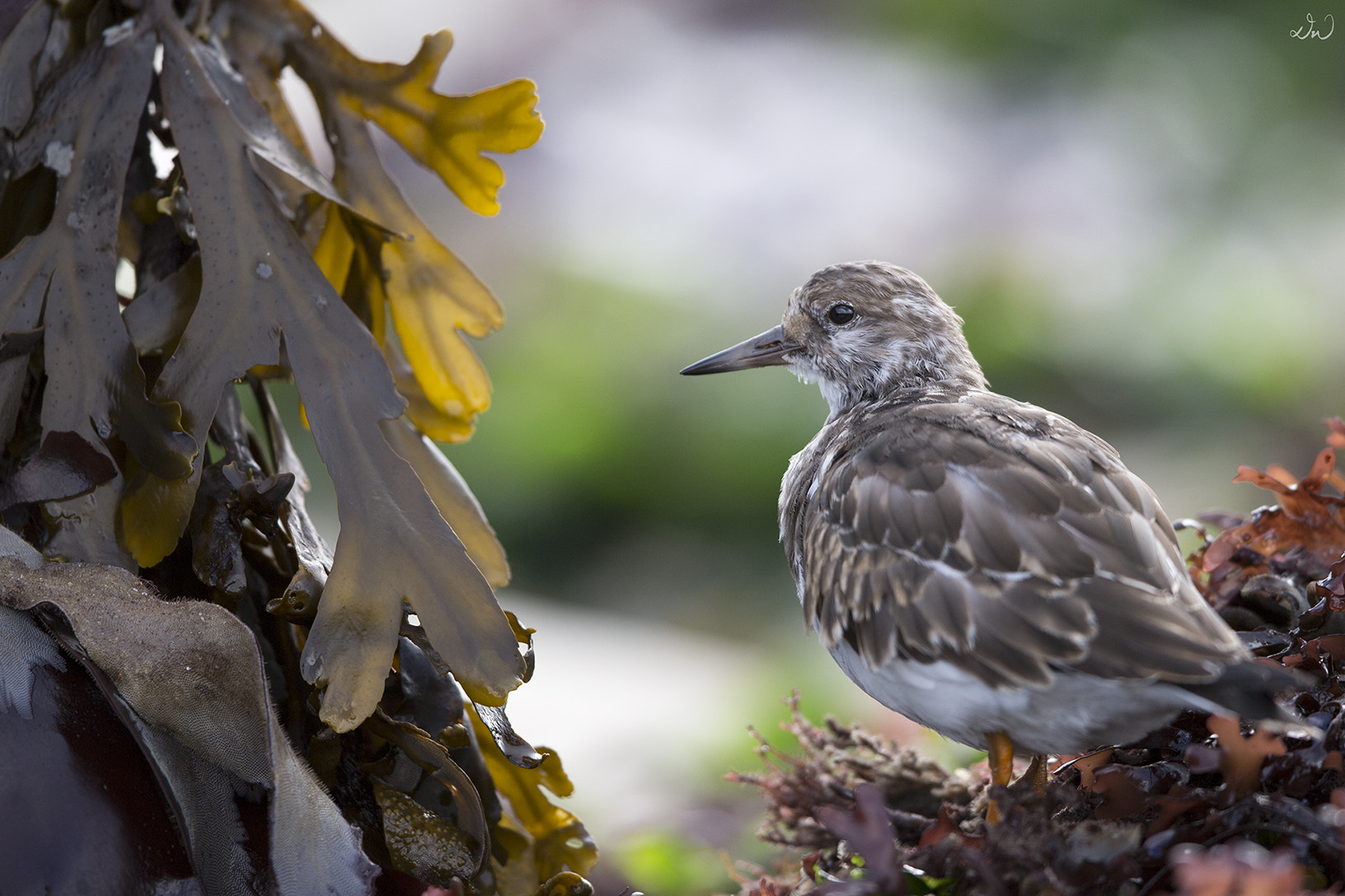Canon EF 500mm F4L IS II USM sample photo. Turnstone photography