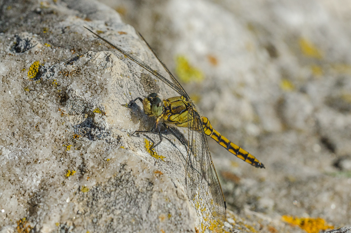 Sigma 150mm F2.8 EX DG OS Macro HSM sample photo. Libellule photography