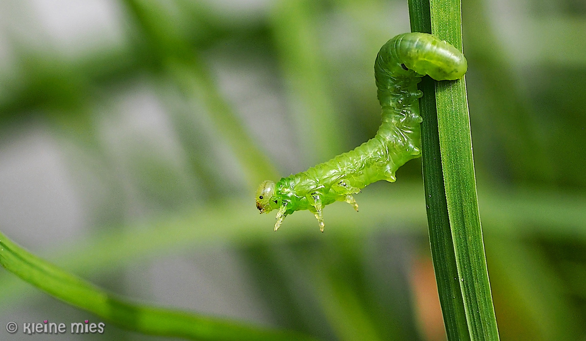 Panasonic Leica DG Macro-Elmarit 45mm F2.8 ASPH OIS sample photo. Sticky fingers photography