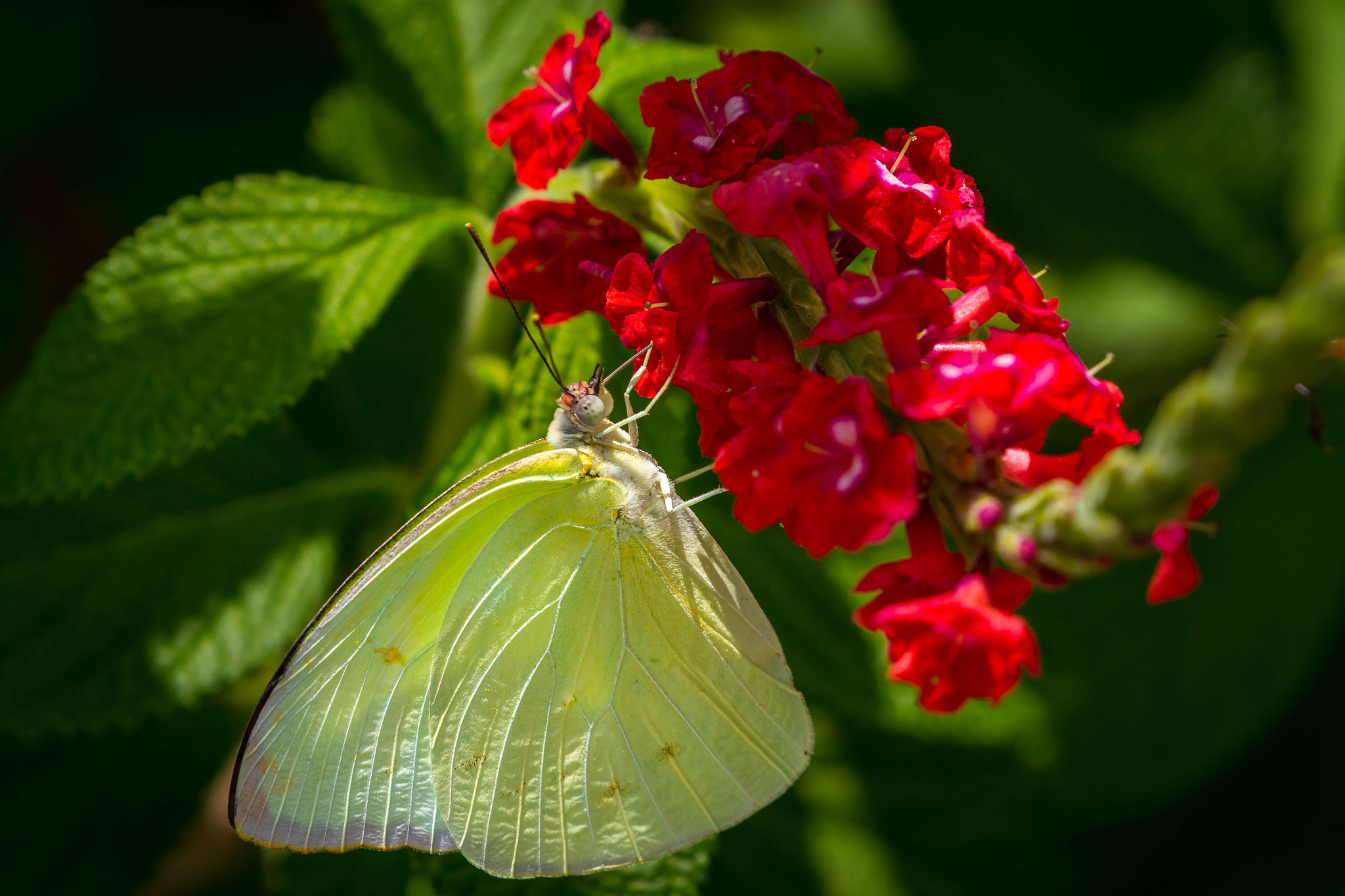 Canon EOS 7D + Canon EF 100-400mm F4.5-5.6L IS II USM sample photo. Cloudless sulfur - phoebis sennae photography