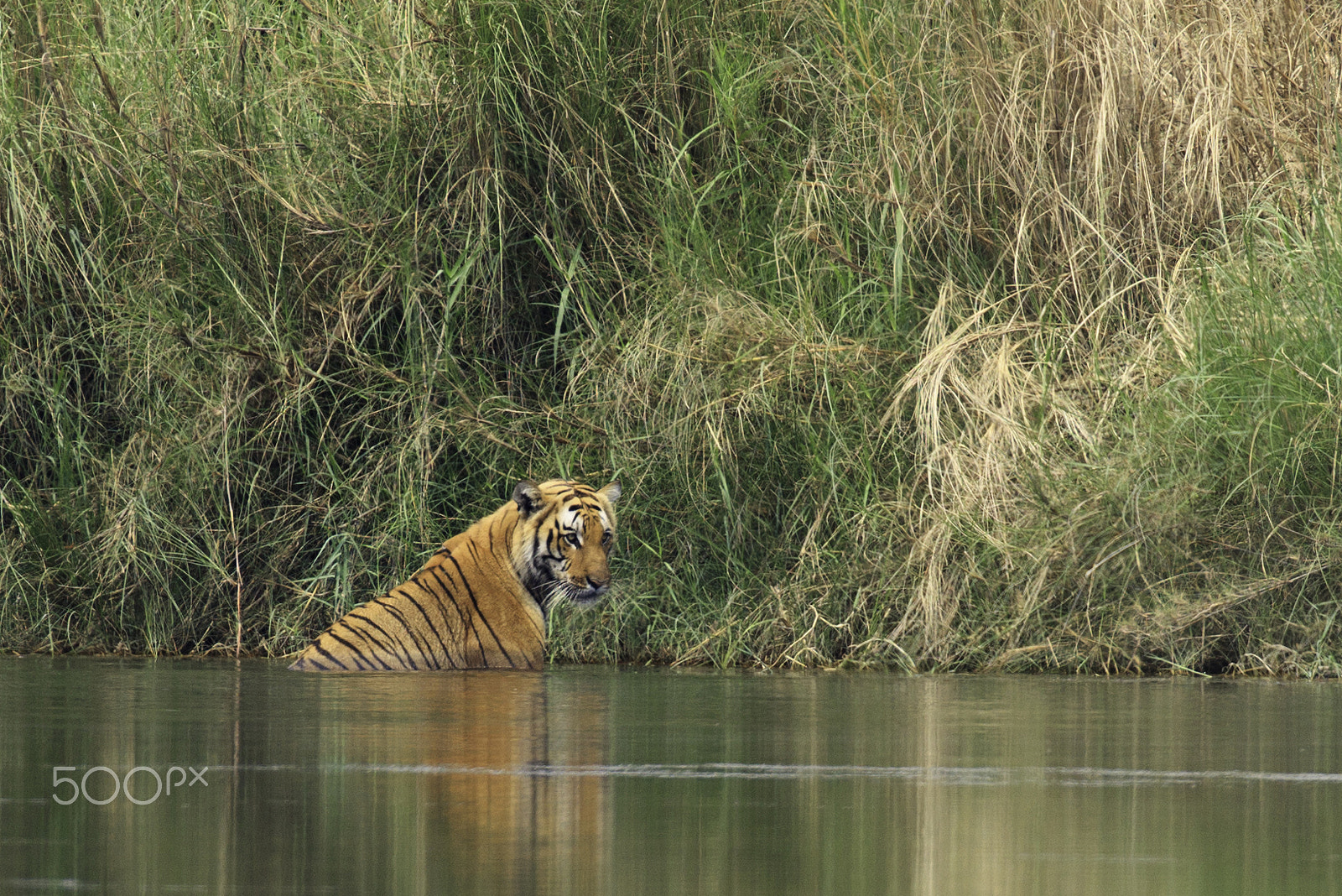 Canon EF 100-400mm F4.5-5.6L IS II USM sample photo. Belgian tiger taking a bath photography
