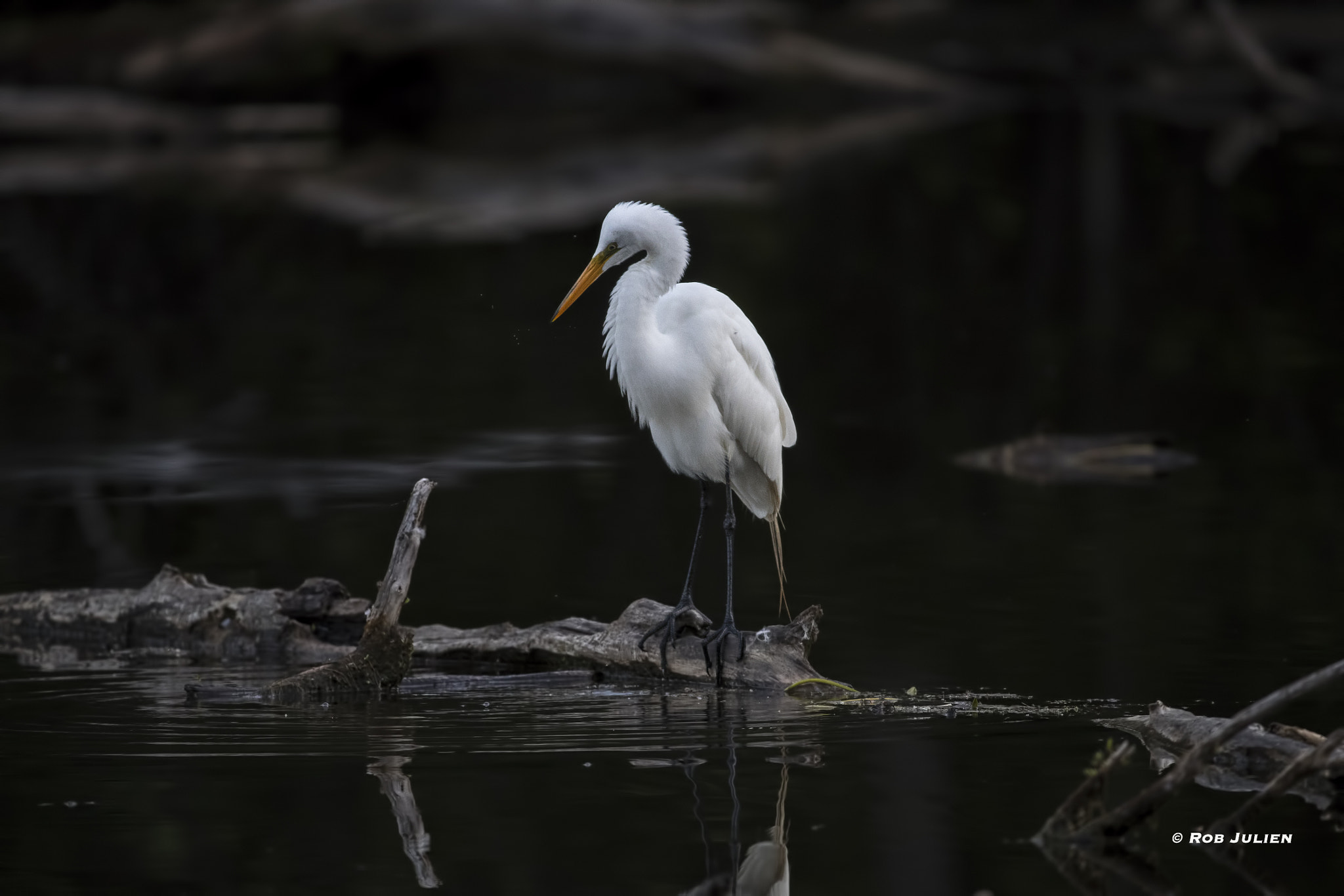 Canon EF 200-400mm F4L IS USM Extender 1.4x sample photo. A52i6330-2.jpg photography