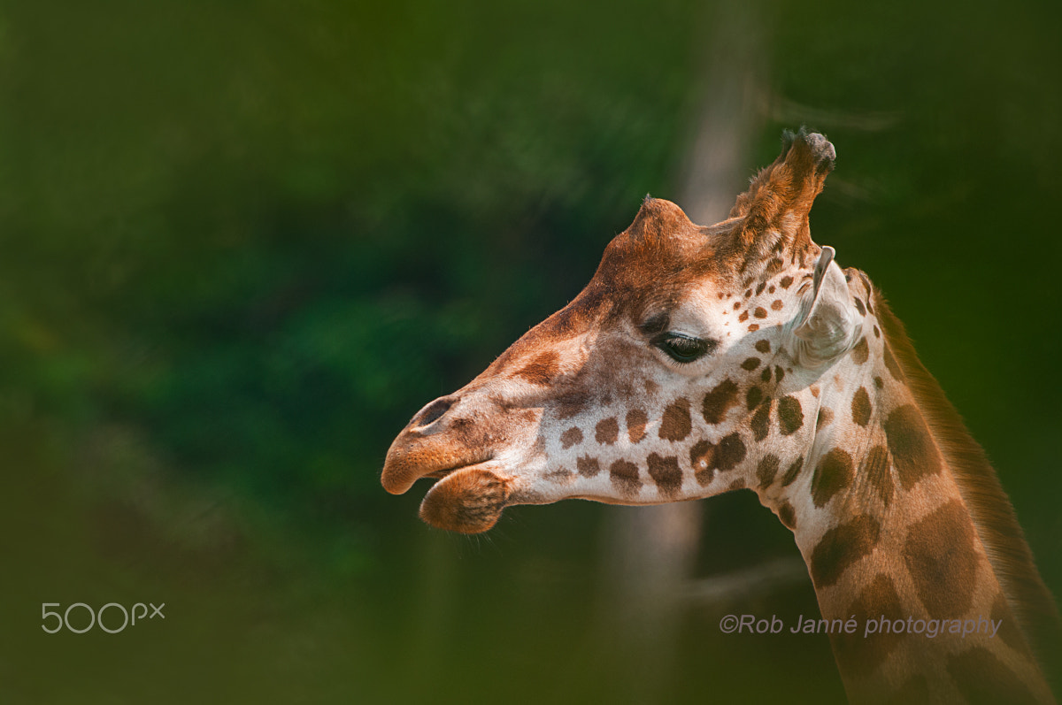 Nikon D300 + Nikon AF-S Nikkor 500mm F4G ED VR sample photo. Rothschild's giraffe photography