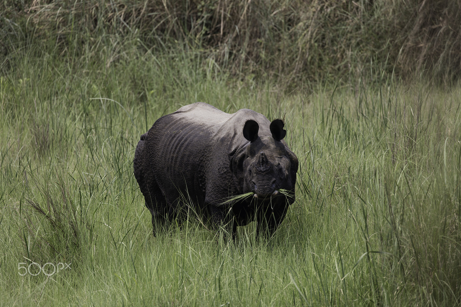 Canon EF 100-400mm F4.5-5.6L IS II USM sample photo. Rhino photography