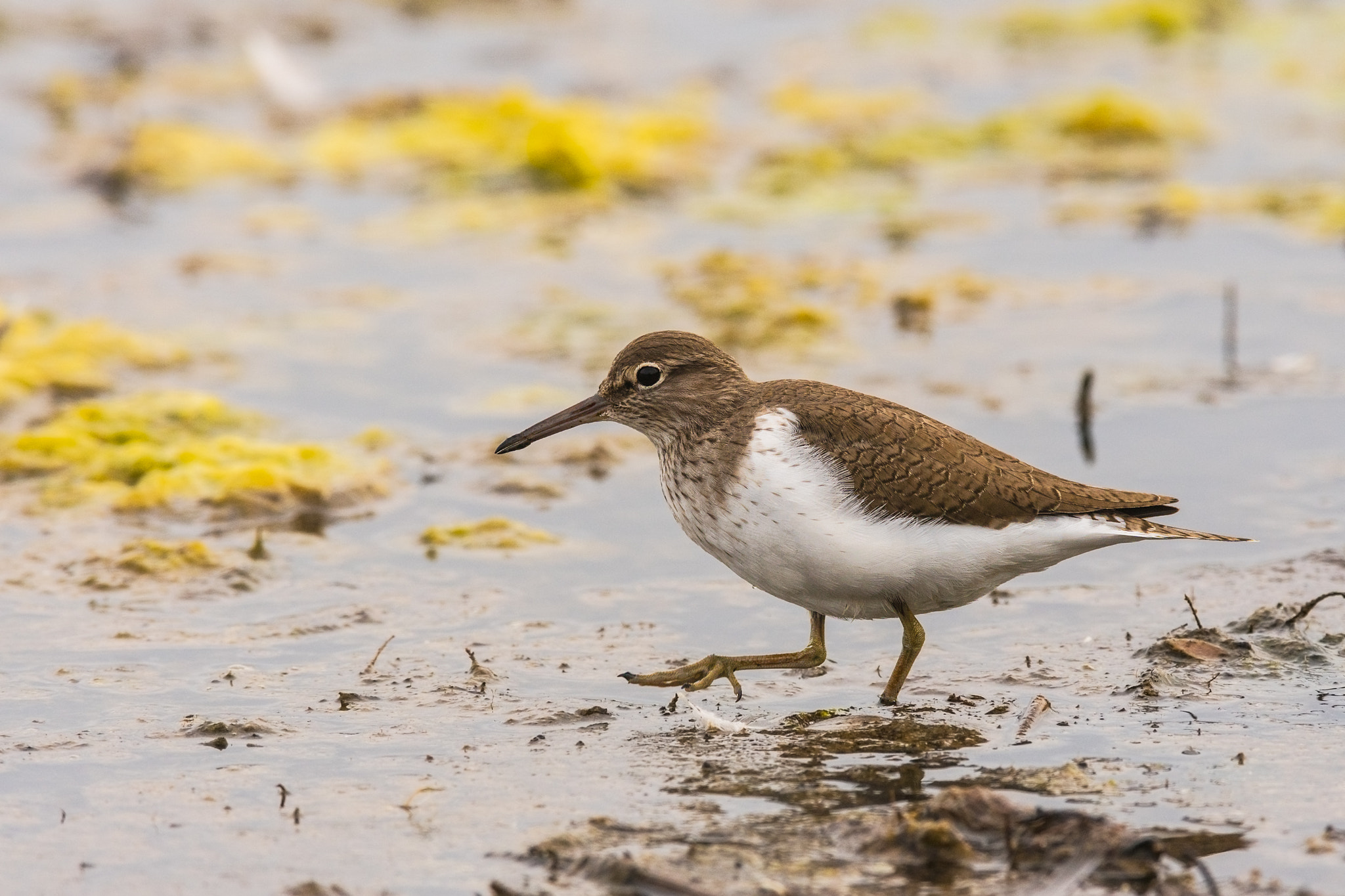 Sony 300mm F2.8 G SSM II sample photo. Actitis hypoleucos photography