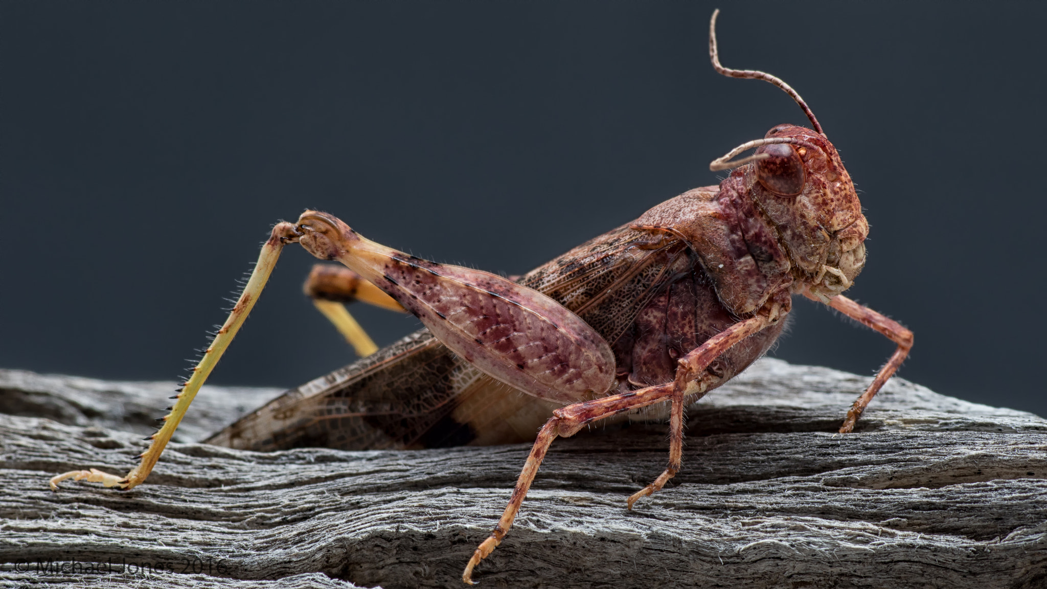 Tamron SP AF 90mm F2.8 Di Macro sample photo. Grasshopper photography