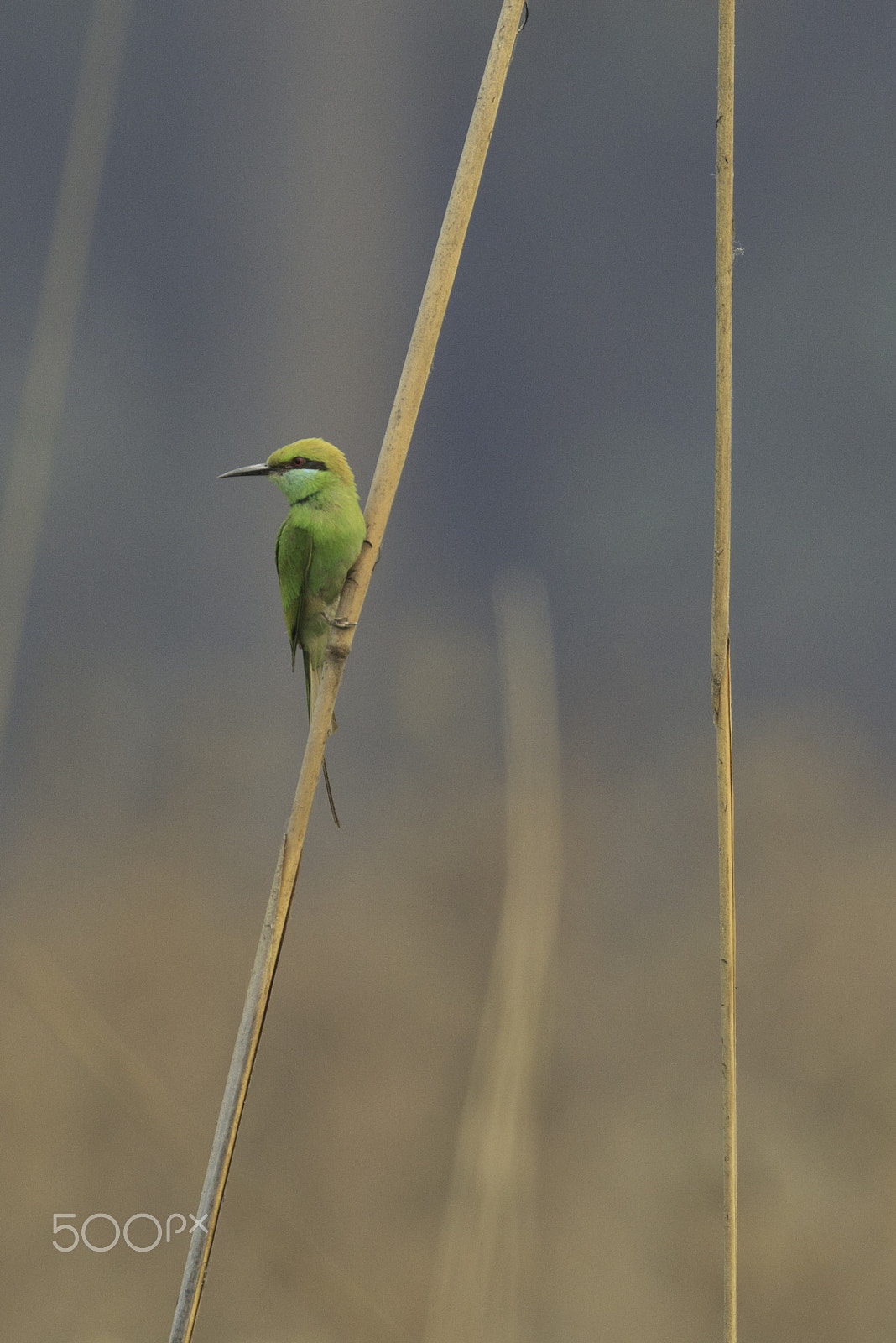 Canon EF 100-400mm F4.5-5.6L IS II USM sample photo. Bird on straw photography