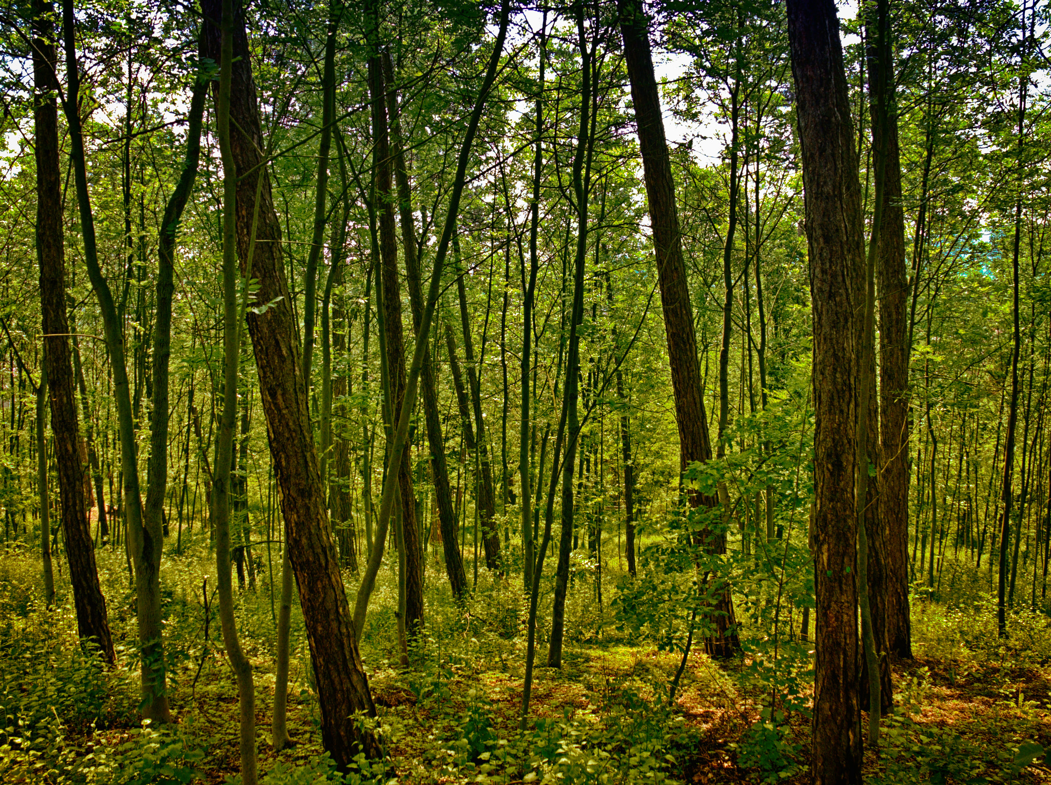 Fujifilm X30 sample photo. The forest photography