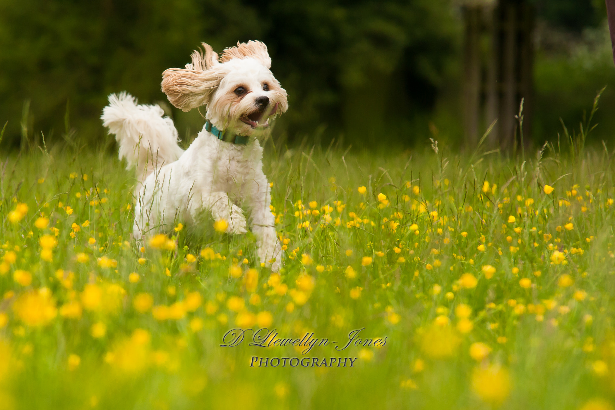 Canon EOS 5D + Sigma 70-200mm F2.8 EX DG OS HSM sample photo. Dogs photography