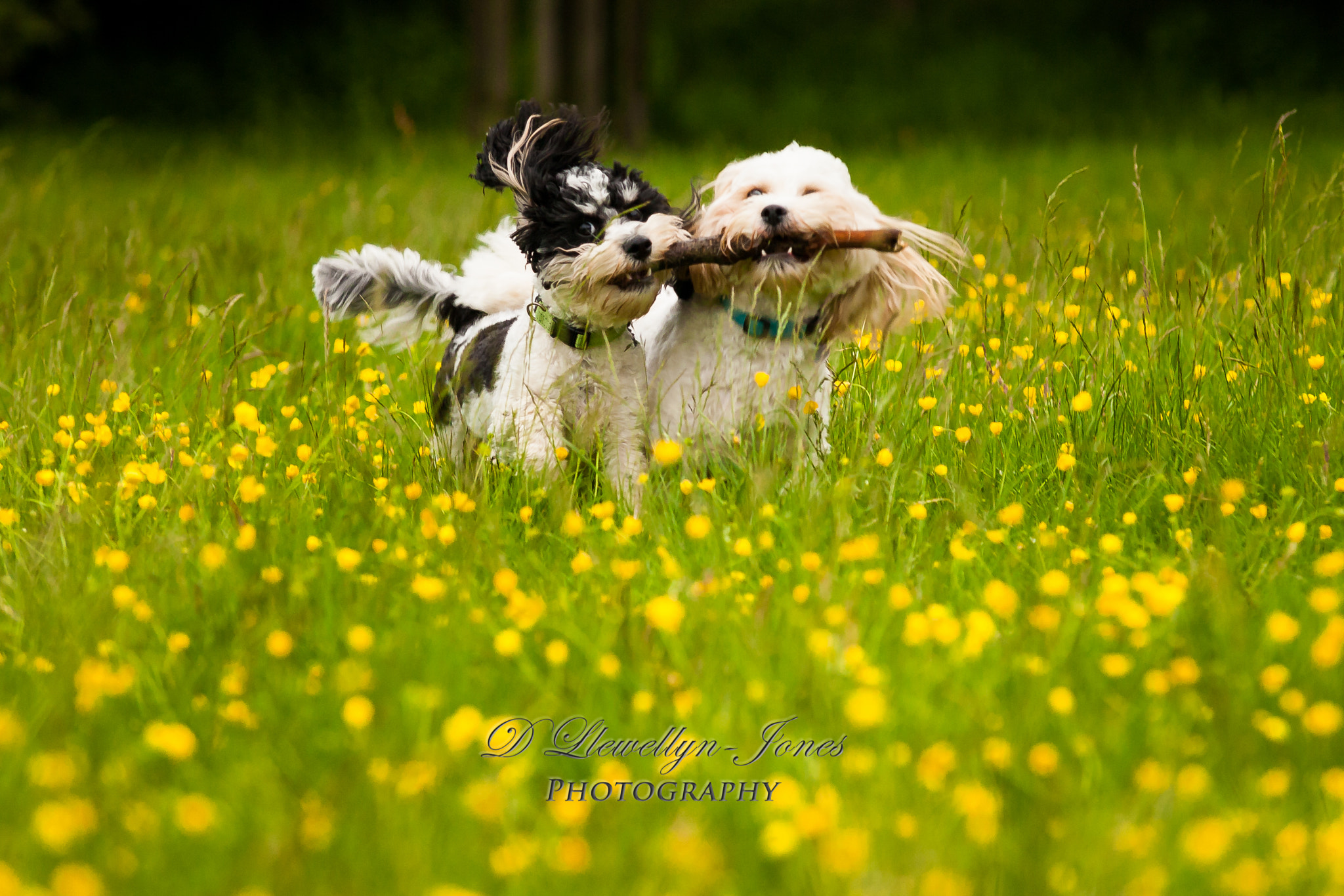 Sigma 70-200mm F2.8 EX DG OS HSM sample photo. Dogs photography