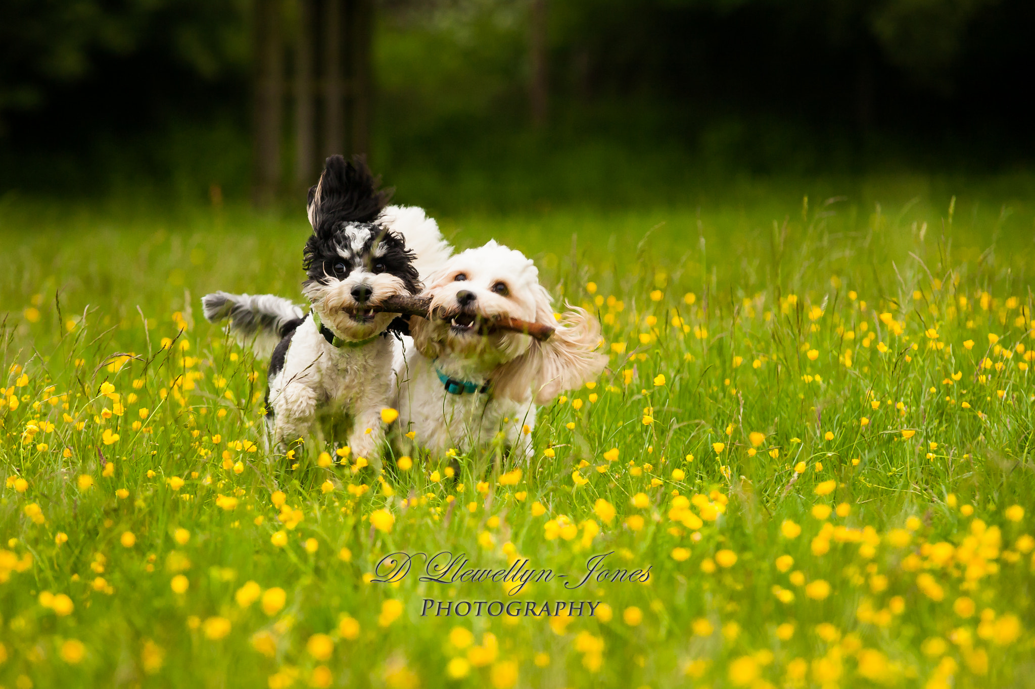 Sigma 70-200mm F2.8 EX DG OS HSM sample photo. Dogs photography