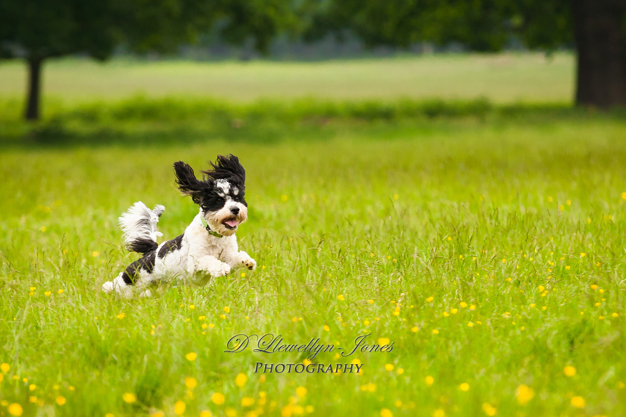 Sigma 70-200mm F2.8 EX DG OS HSM sample photo. Dogs photography