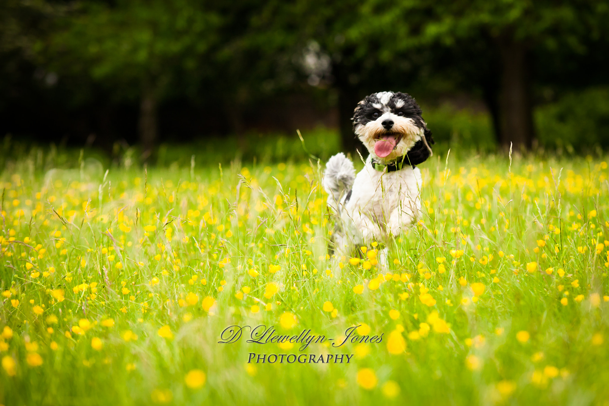 Canon EOS 5D + Sigma 70-200mm F2.8 EX DG OS HSM sample photo. Dogs photography