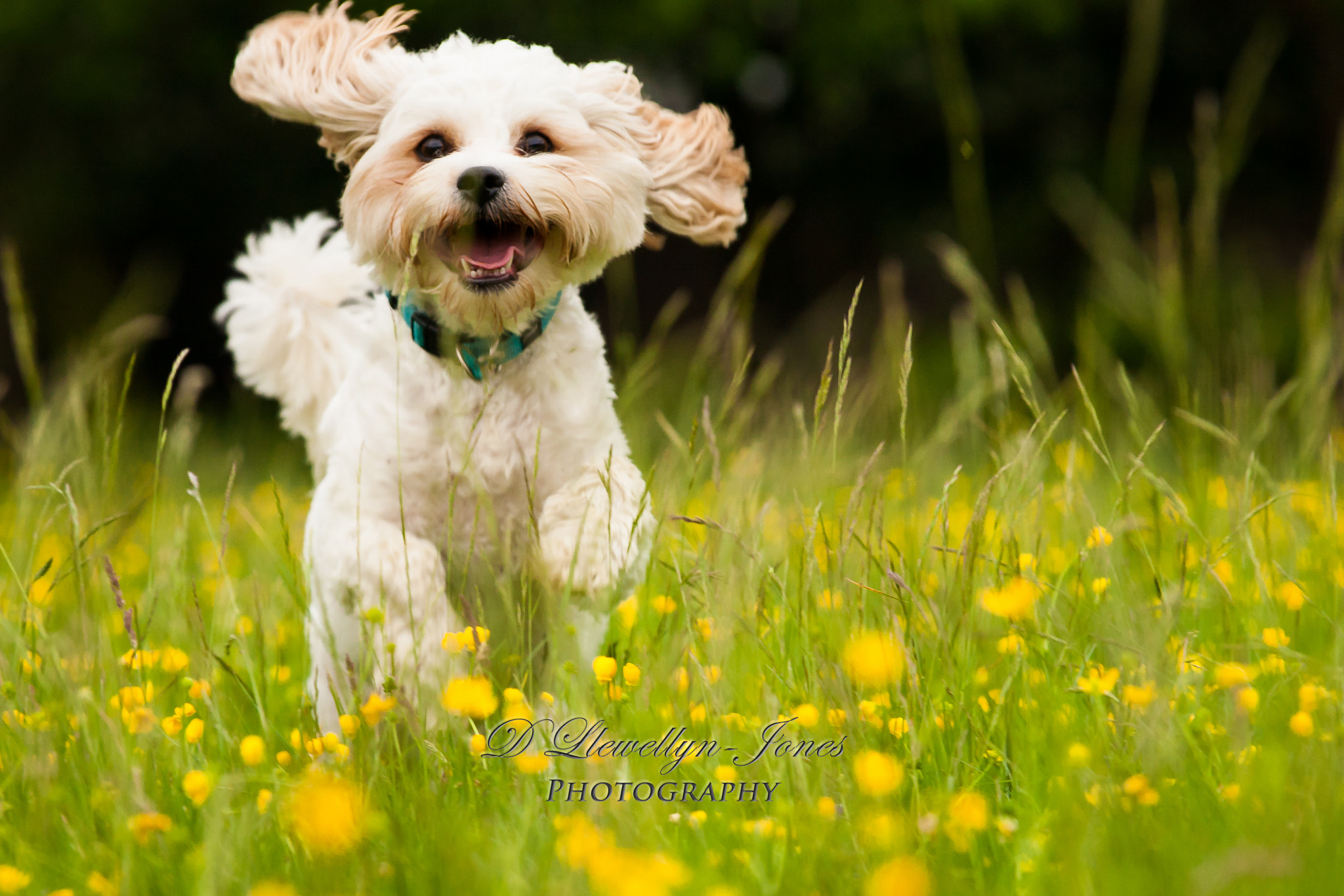 Sigma 70-200mm F2.8 EX DG OS HSM sample photo. Dogs photography