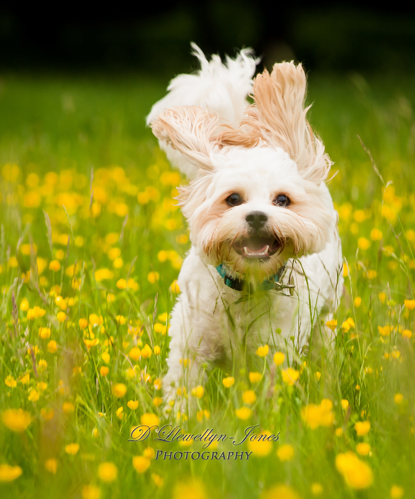 Sigma 70-200mm F2.8 EX DG OS HSM sample photo. Dogs photography