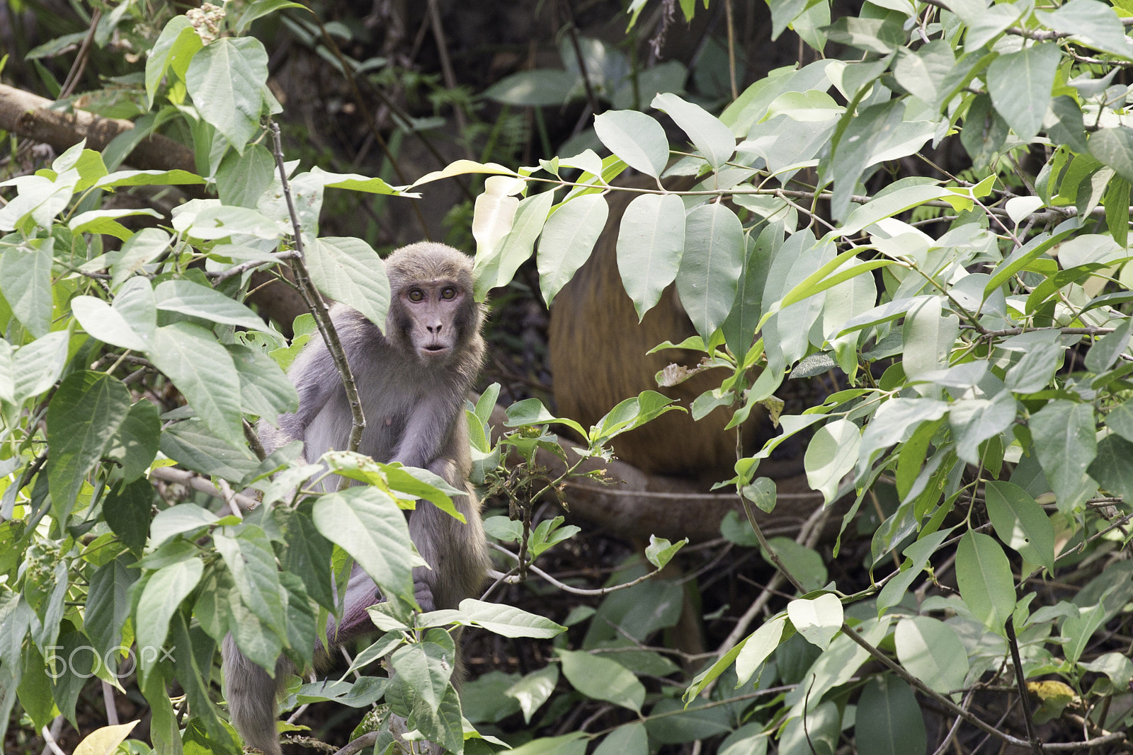 Canon EF 100-400mm F4.5-5.6L IS II USM sample photo. Monkey in tree photography