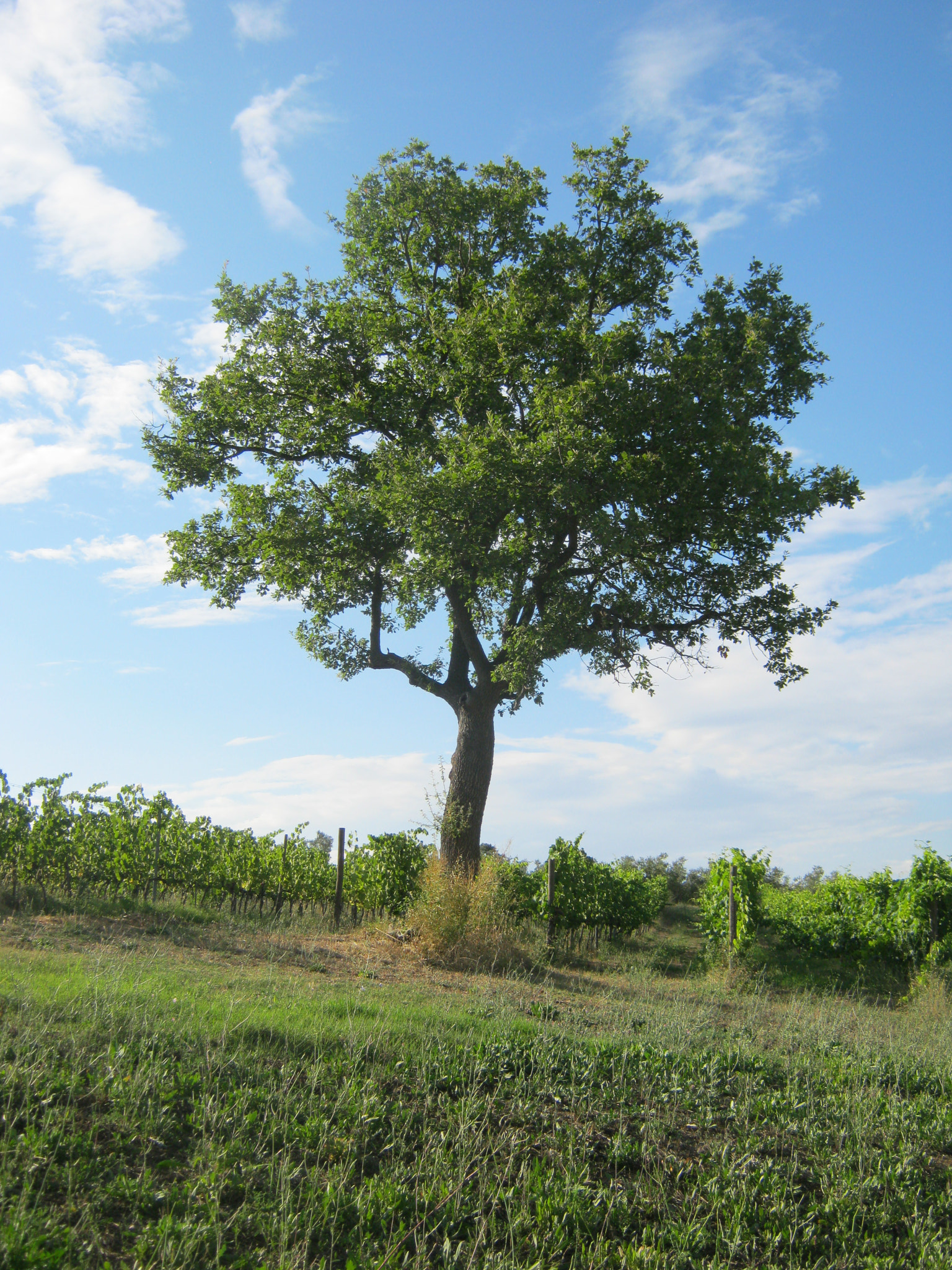 Canon PowerShot A490 sample photo. Tree photography