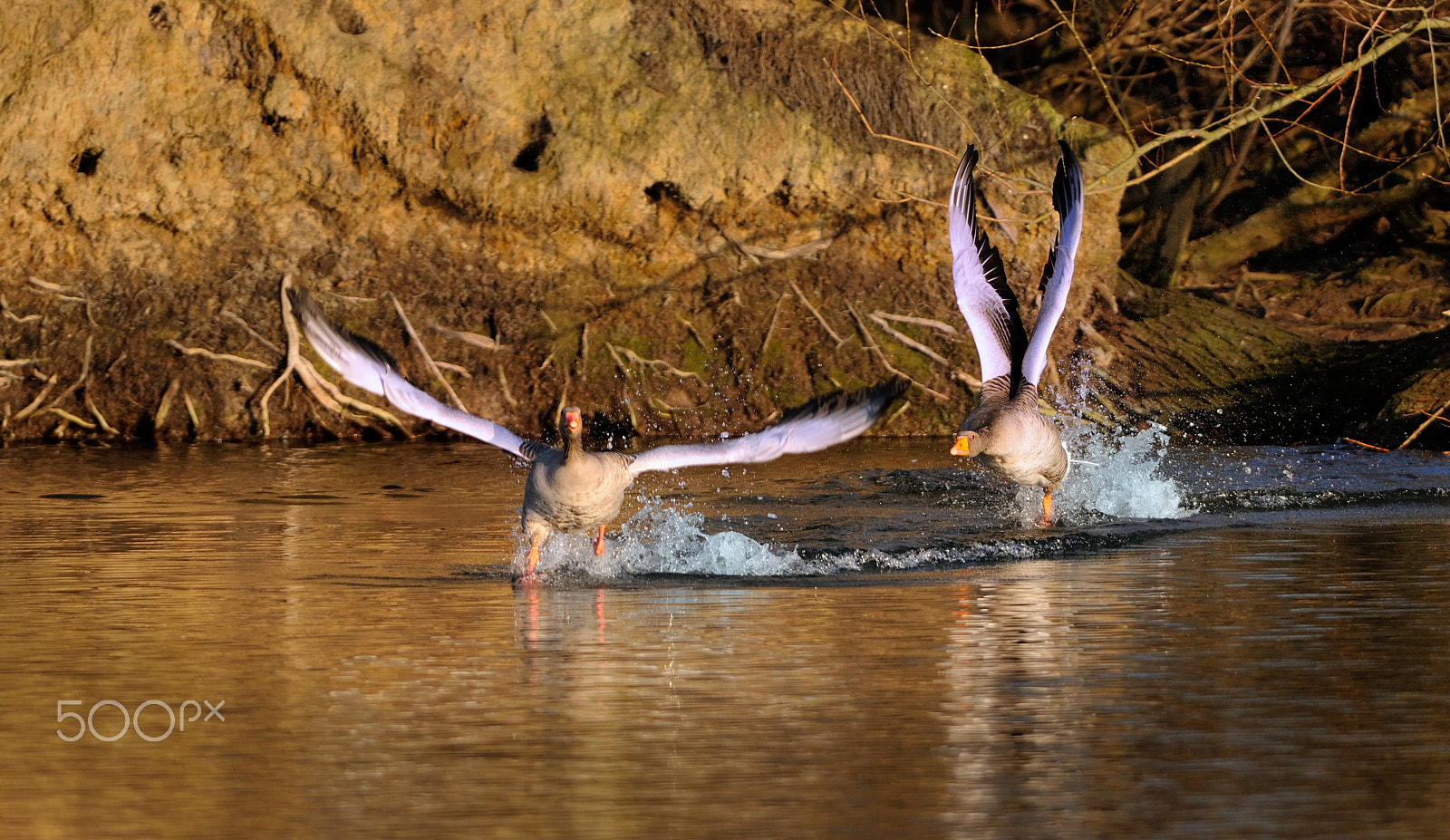 Nikon D300S + Nikon AF-S Nikkor 400mm F2.8G ED VR II sample photo. Greylag geese in flight photography