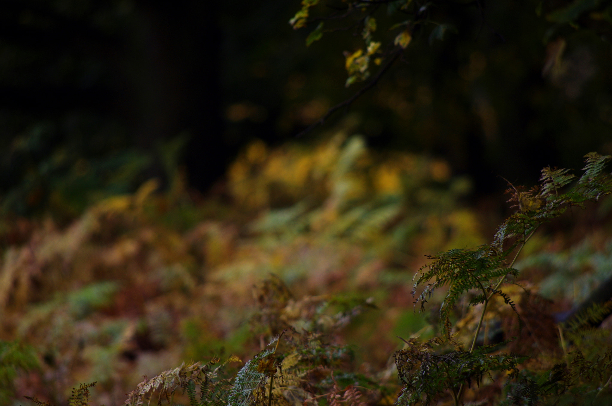 smc PENTAX-DA L 55-300mm F4-5.8 ED sample photo. Autumn woodland v photography