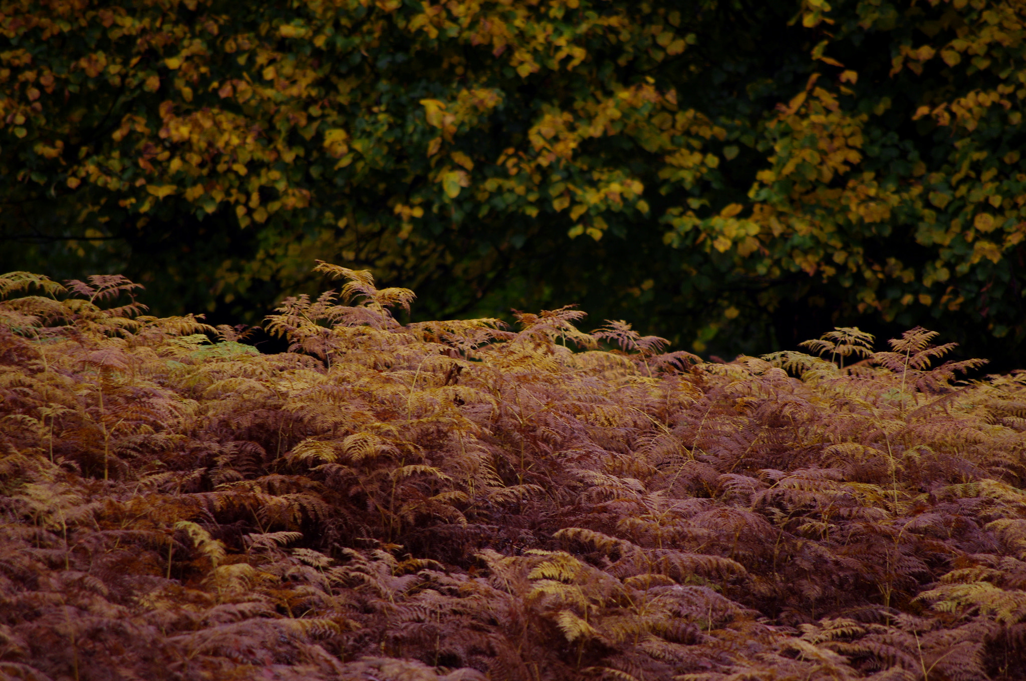 smc PENTAX-DA L 55-300mm F4-5.8 ED sample photo. Autumn leaves photography