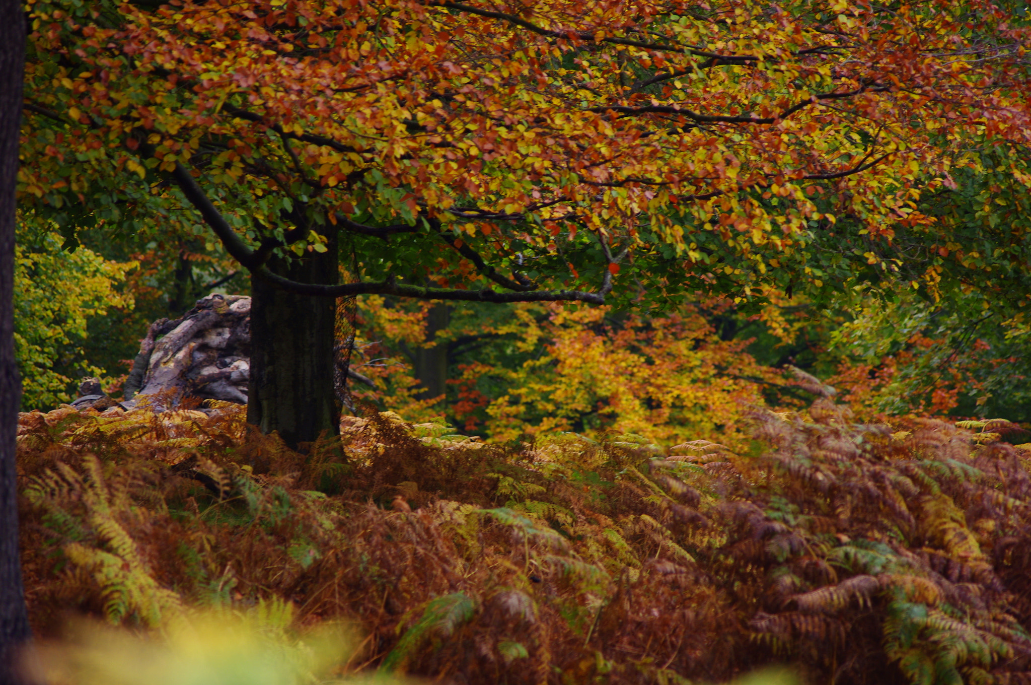 smc PENTAX-DA L 55-300mm F4-5.8 ED sample photo. Blaze of colour photography