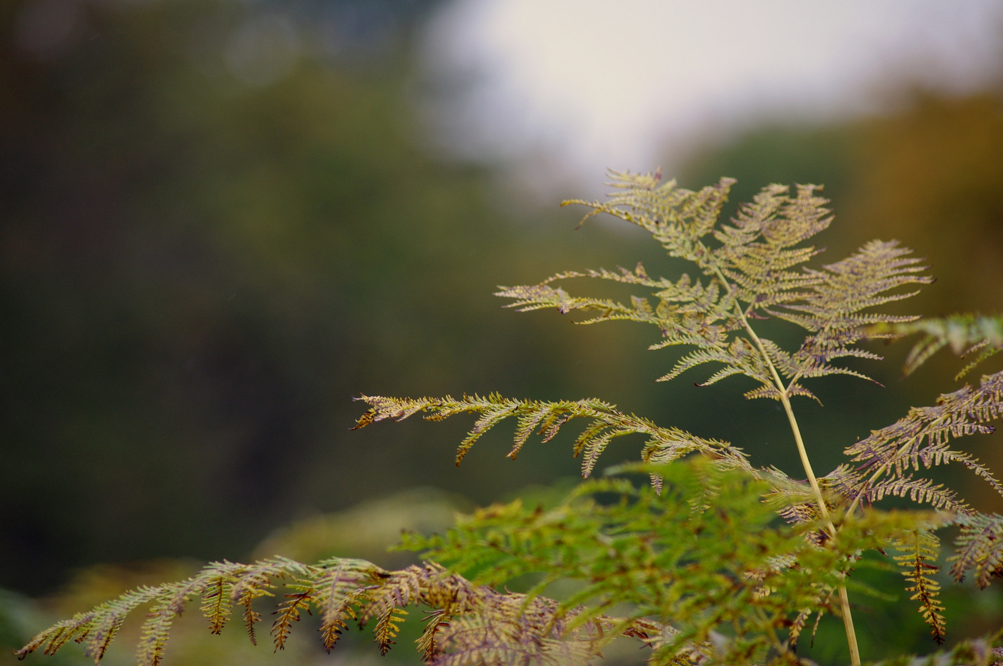 smc PENTAX-DA L 55-300mm F4-5.8 ED sample photo. Ferns photography
