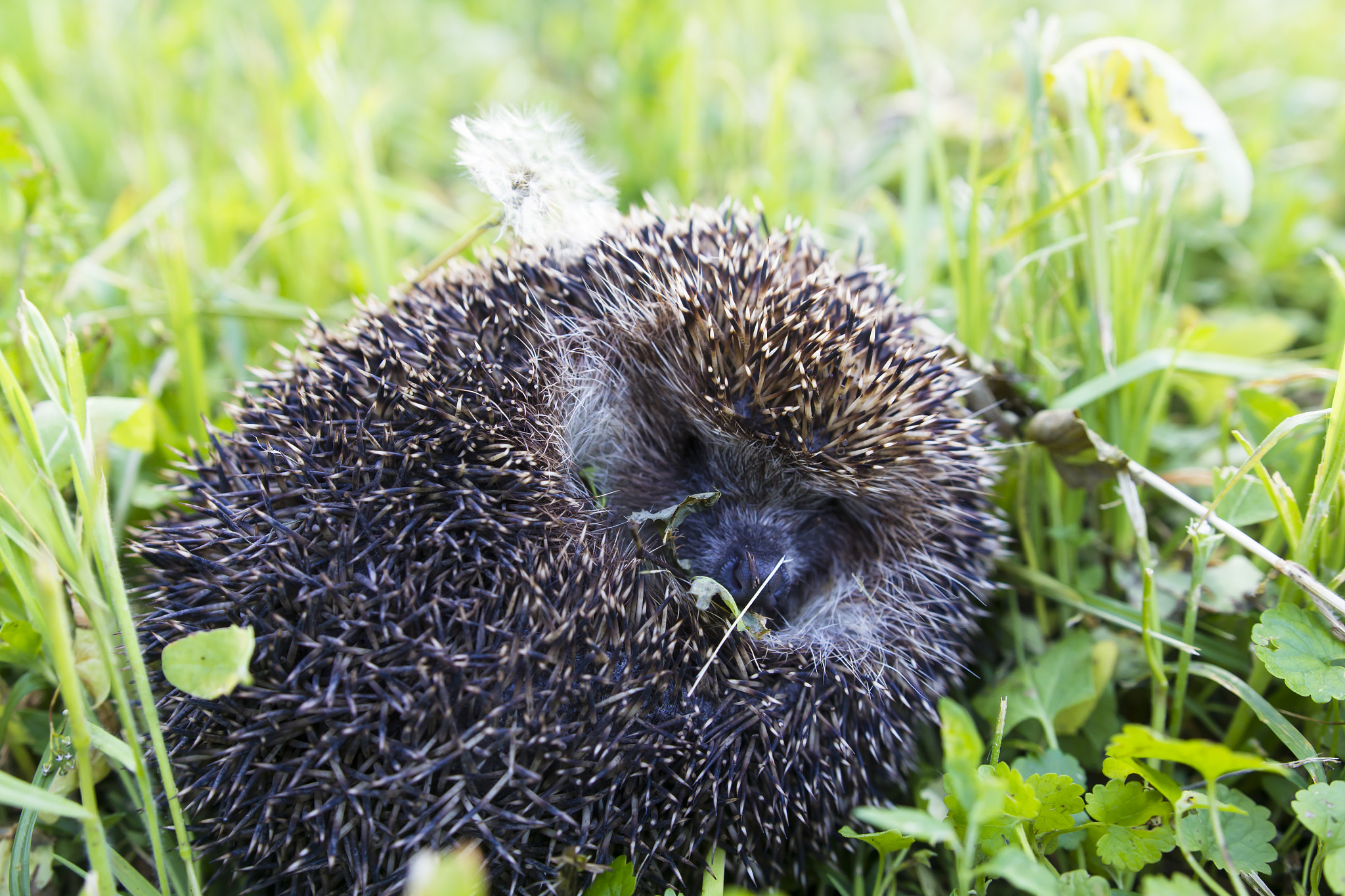 Sigma 18-35mm f/1.8 DC HSM sample photo. Hedgehog in a grass photography