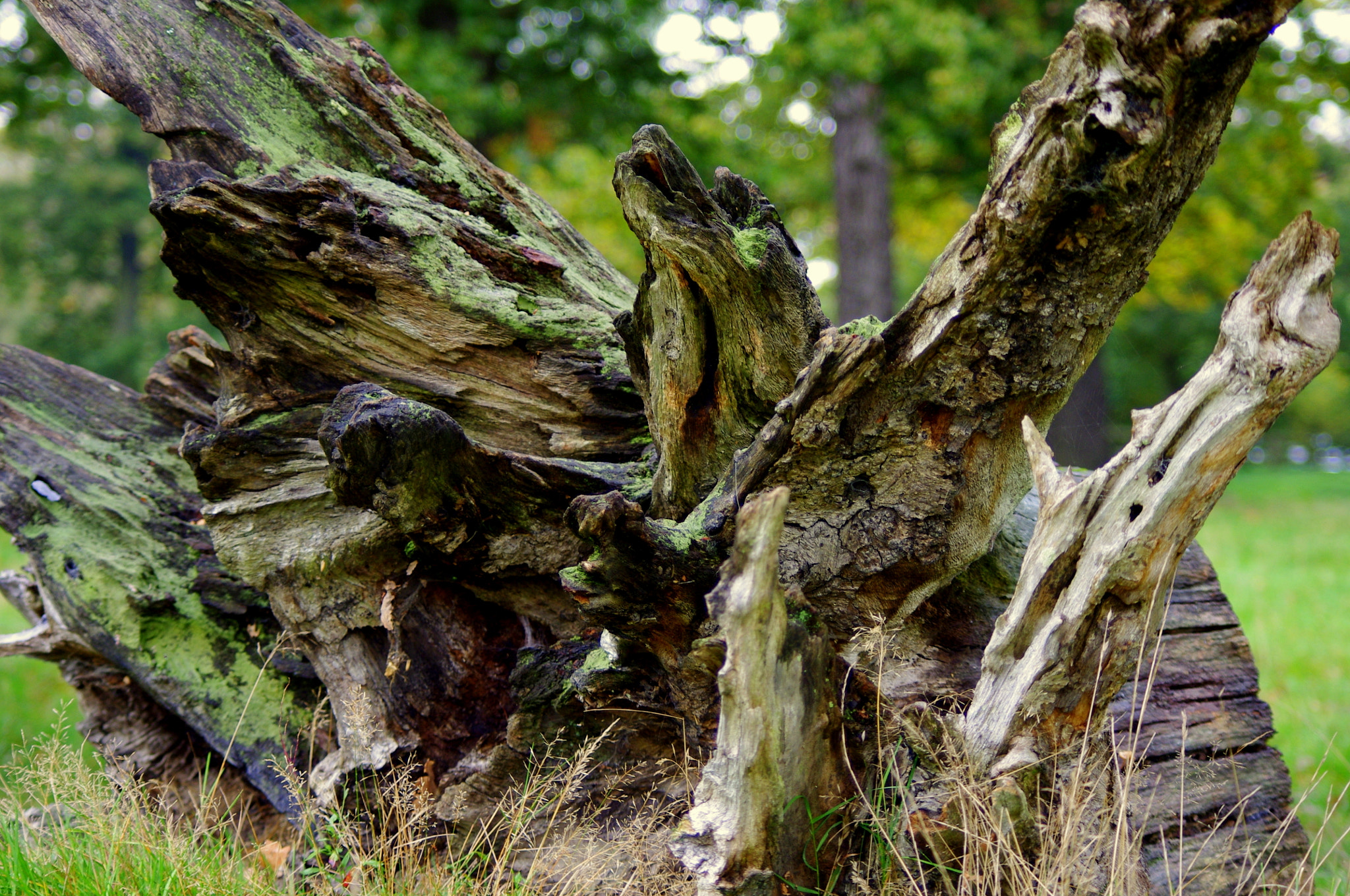 smc PENTAX-DA L 55-300mm F4-5.8 ED sample photo. Gnarled tree trunk photography