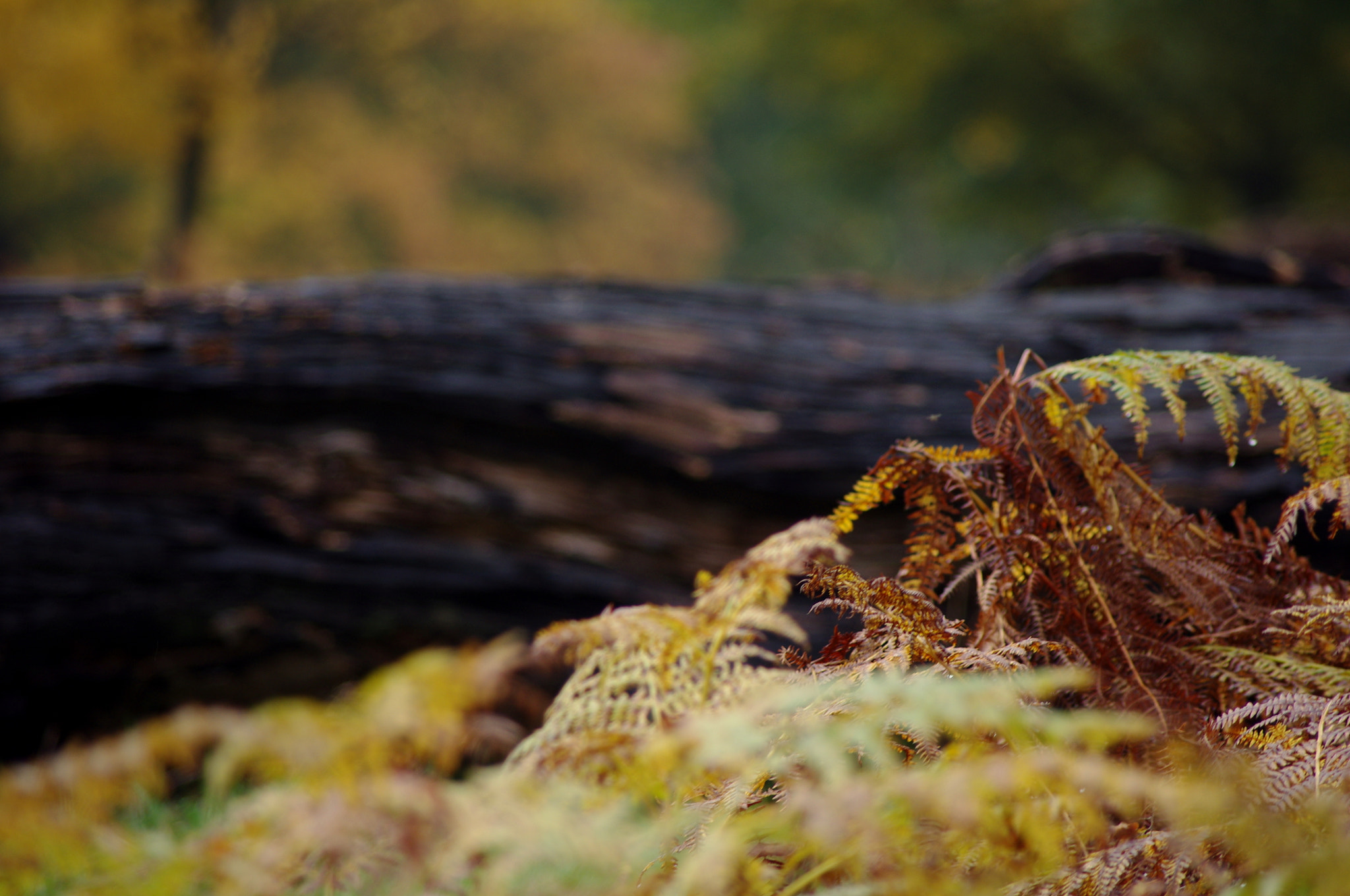 smc PENTAX-DA L 55-300mm F4-5.8 ED sample photo. Golden bracken photography
