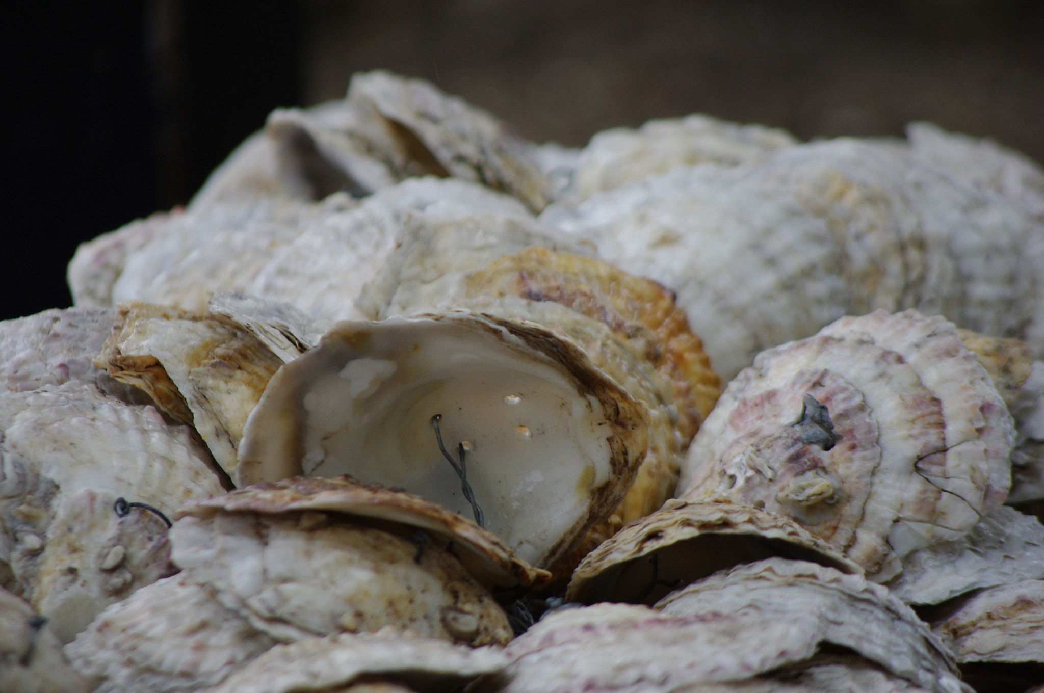 smc PENTAX-DA L 55-300mm F4-5.8 ED sample photo. Oyster shells by the tower of london photography