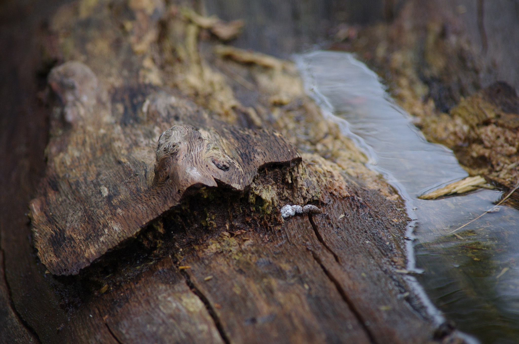 smc PENTAX-DA L 55-300mm F4-5.8 ED sample photo. Waterlogged photography